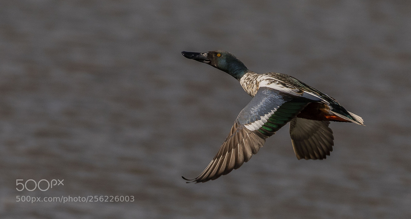 Canon EOS 7D Mark II sample photo. Northern shoveler photography
