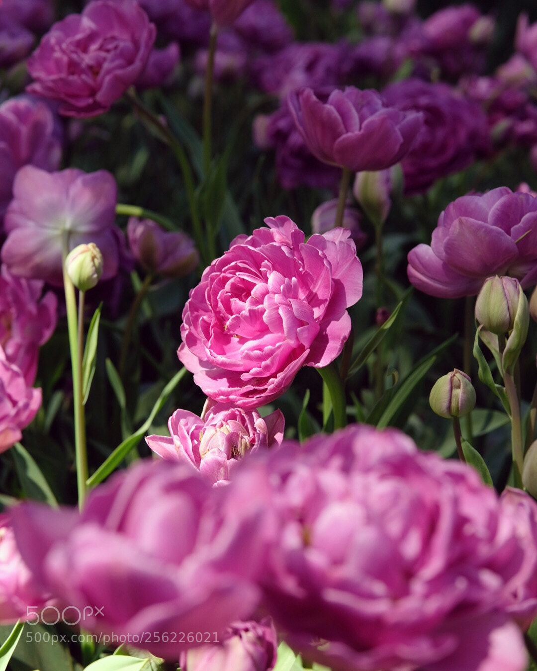 Fujifilm X-E3 sample photo. Bokeh photography