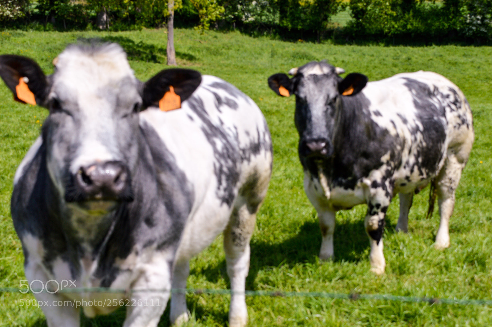 Nikon D3200 sample photo. Cow photography