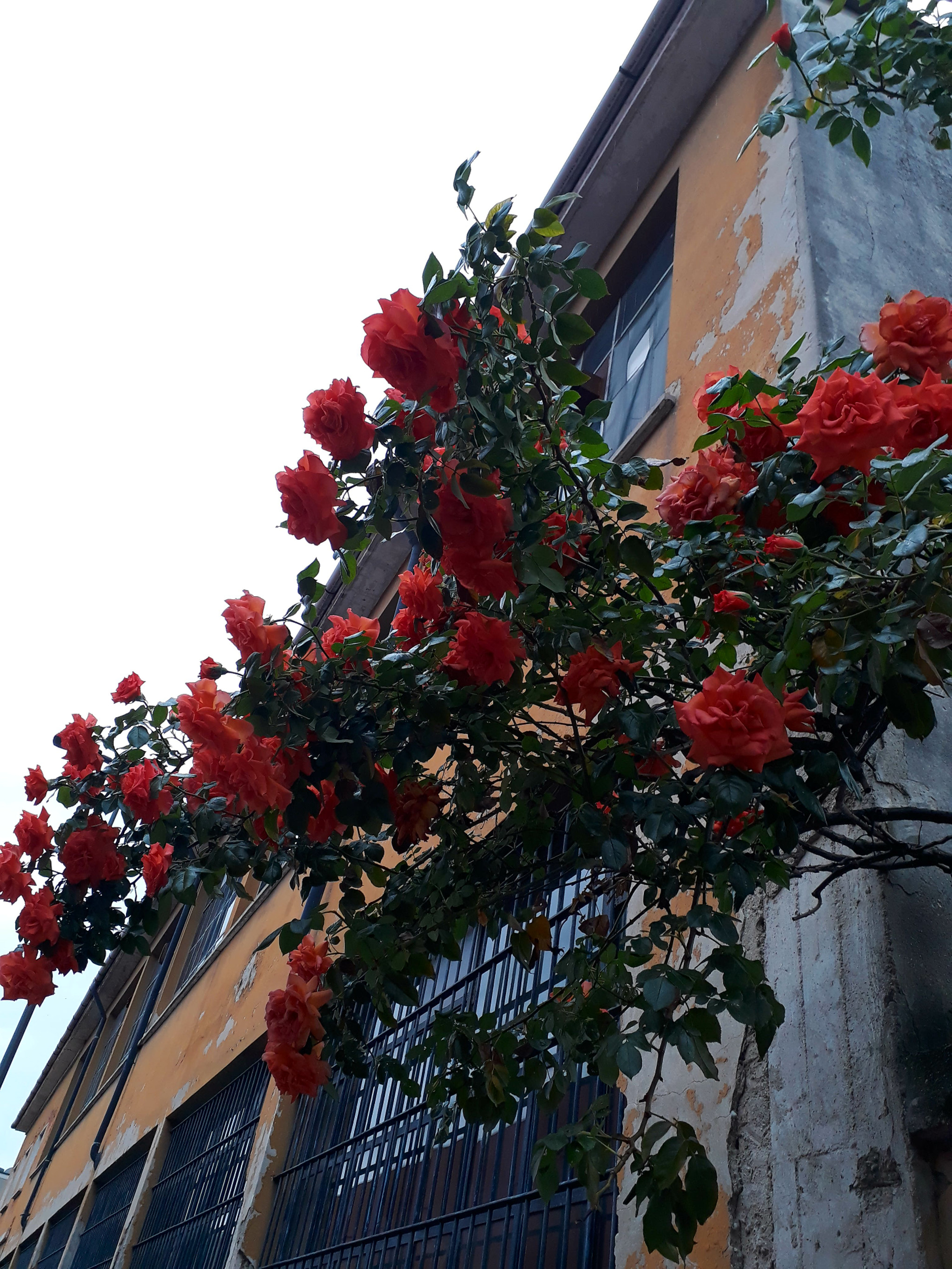 Samsung Galaxy A3(2017) sample photo. Just a splash of color. photography
