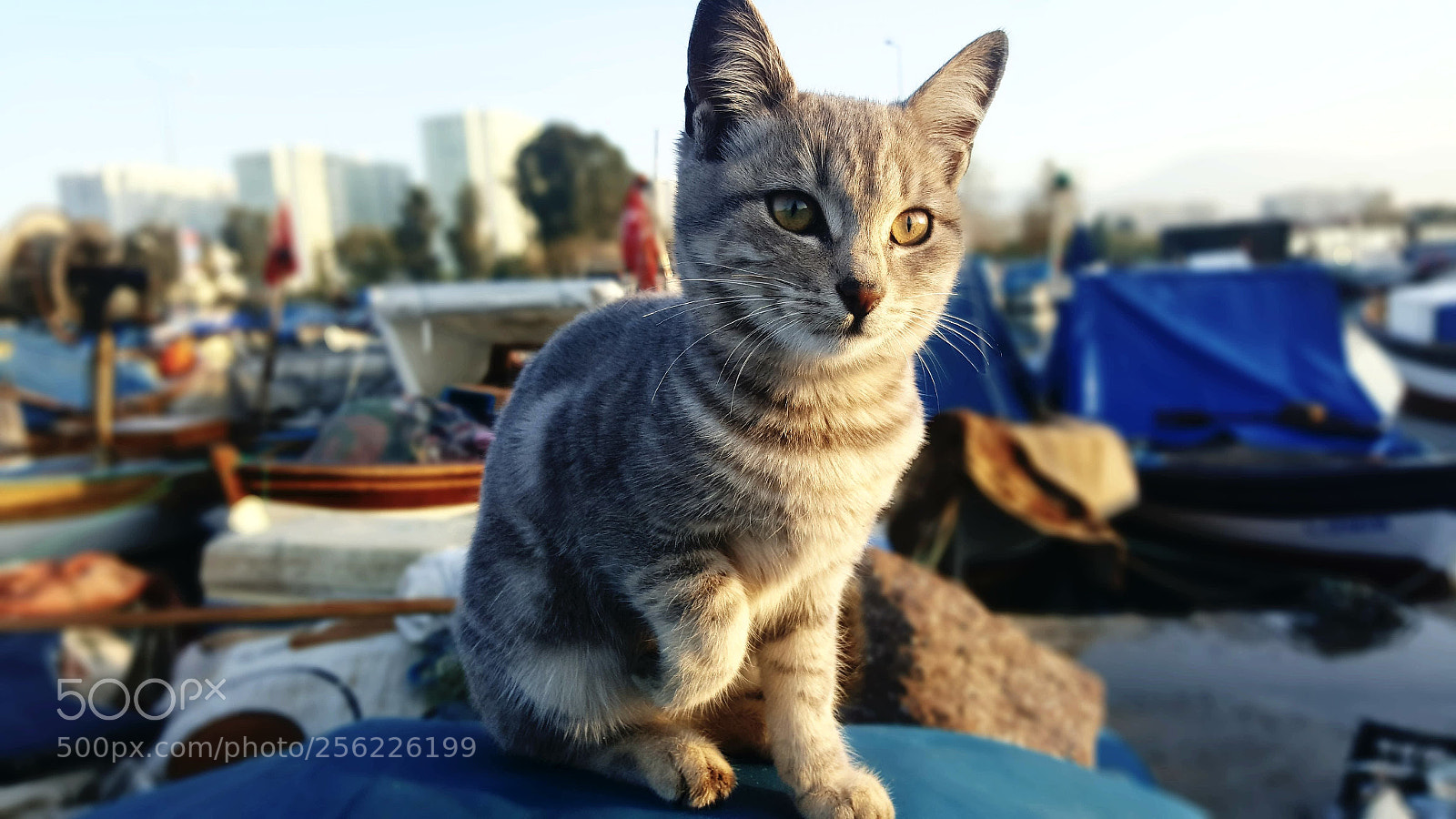 Samsung Galaxy Note5 sample photo. Untitled photography