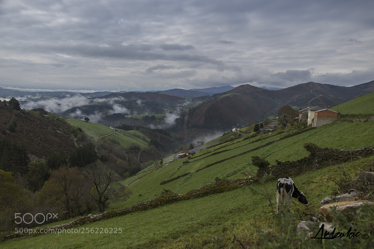Canon EOS 7D Mark II sample photo. Foggy day photography