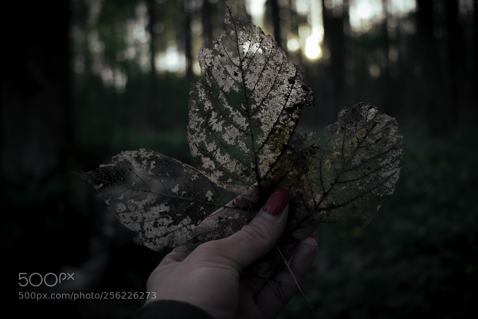 Canon EOS 80D sample photo. Death leaf ? photography