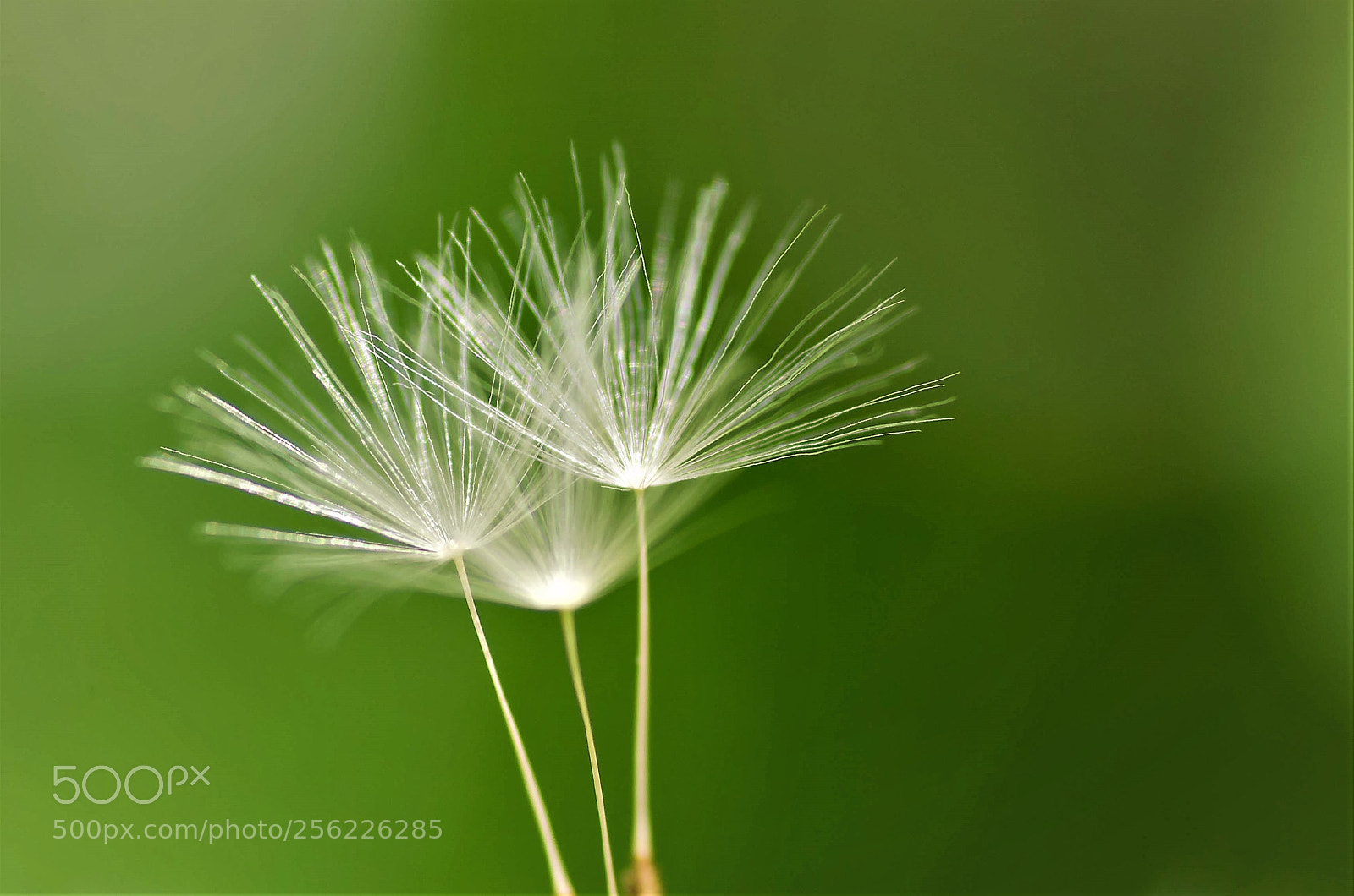 Nikon D7000 sample photo. Fleur de pissenlit photography