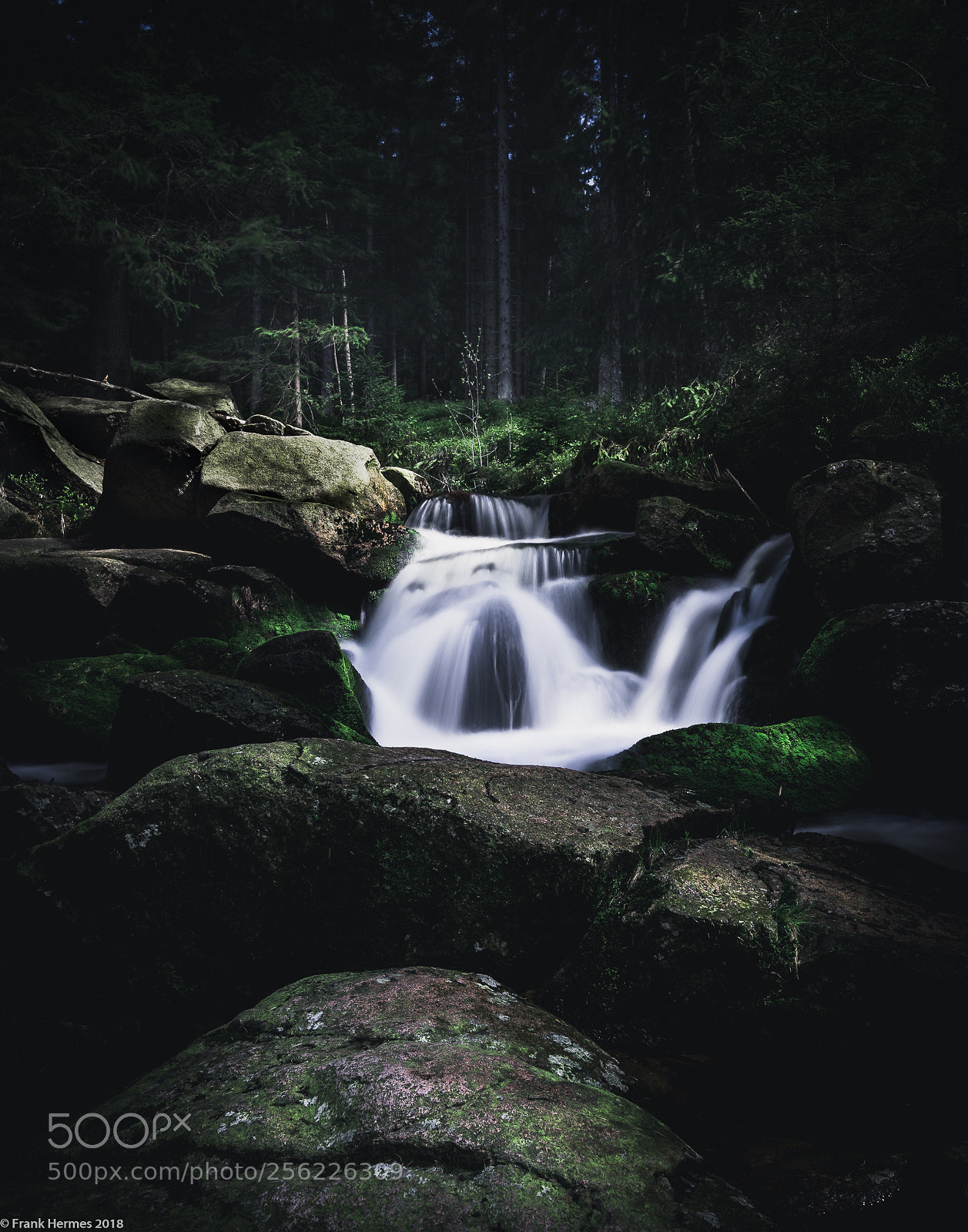 Sony a7 II sample photo. Hidden in the woods photography