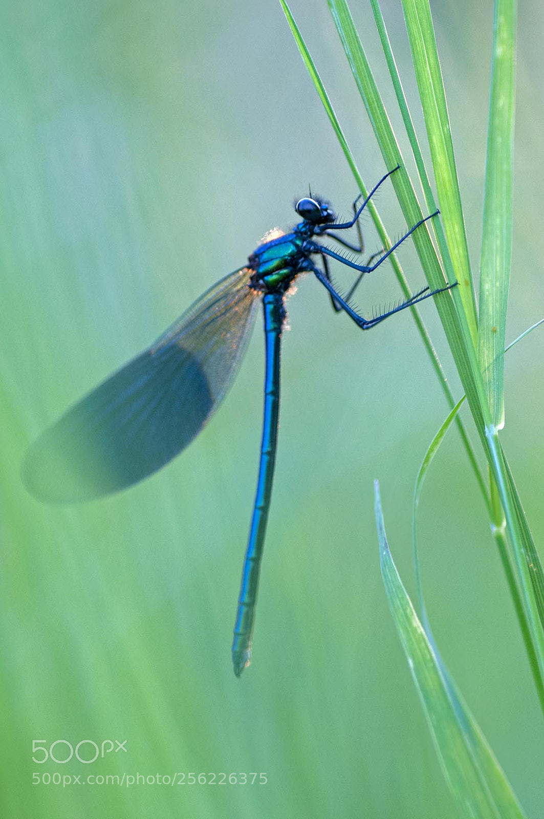Nikon D300S sample photo. Banded demoiselle photography