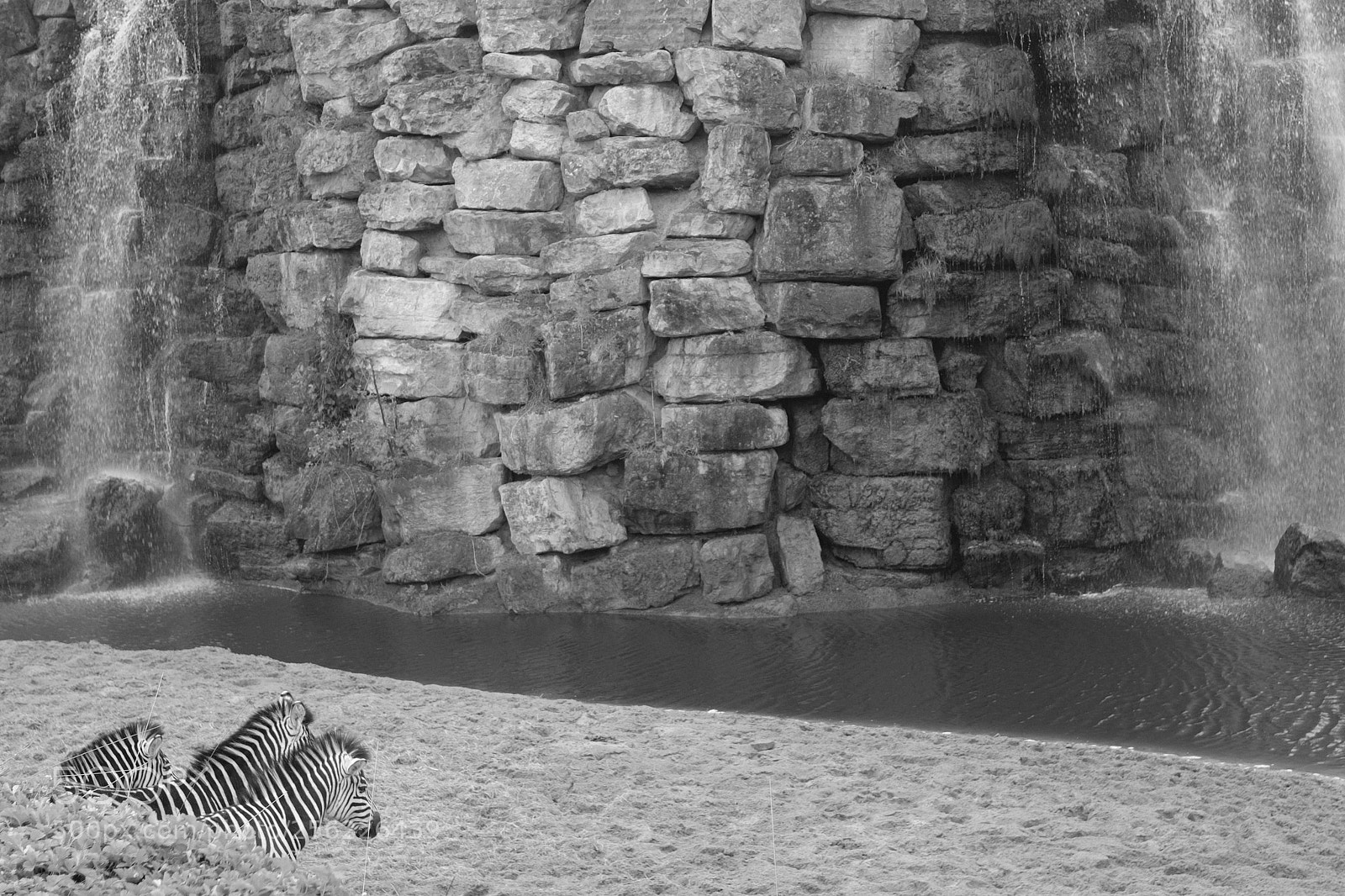 Fujifilm X100F sample photo. 3 zebras and 2 waterfalls photography