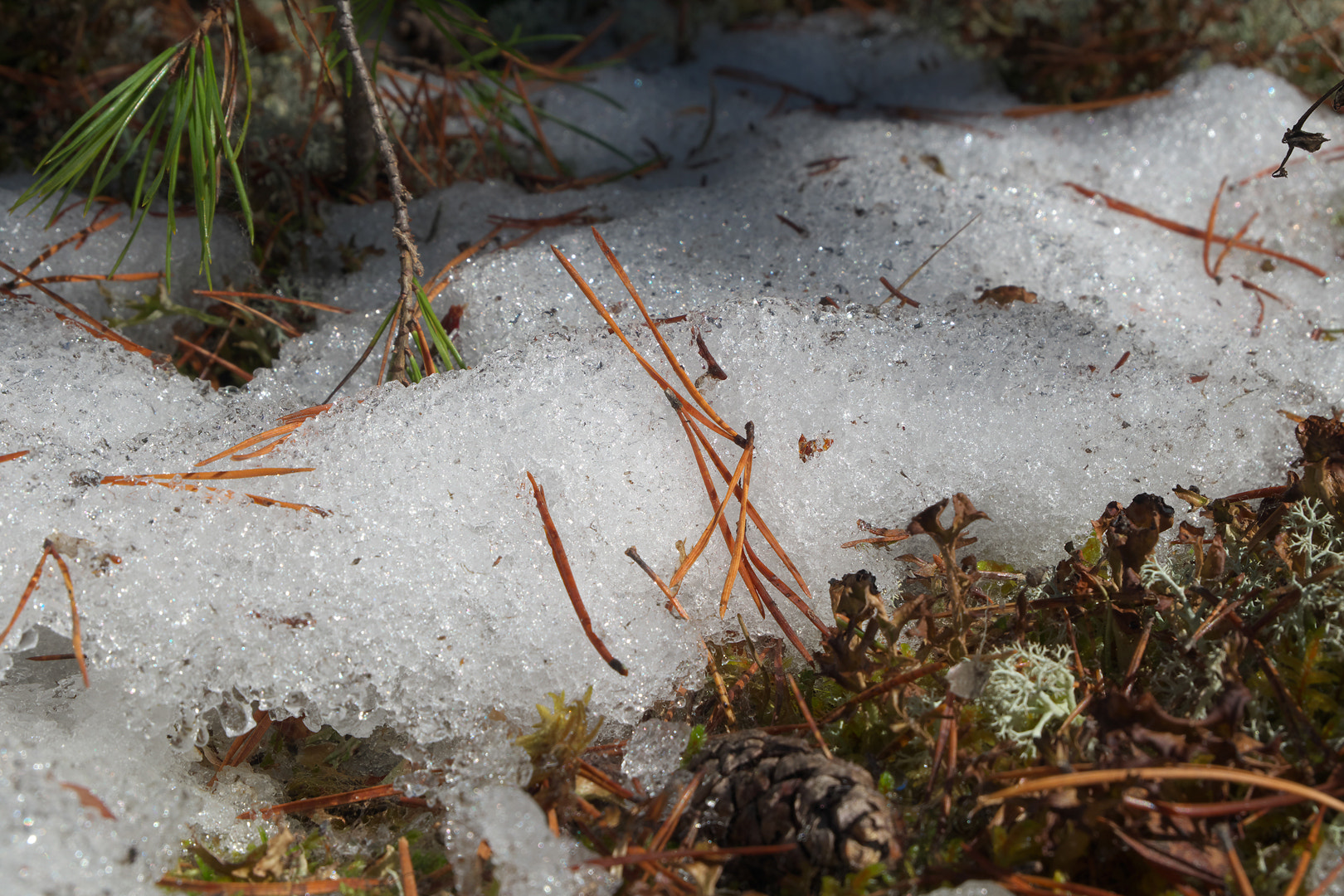 Fujifilm X-A10 sample photo. The last snow in the taiga photography