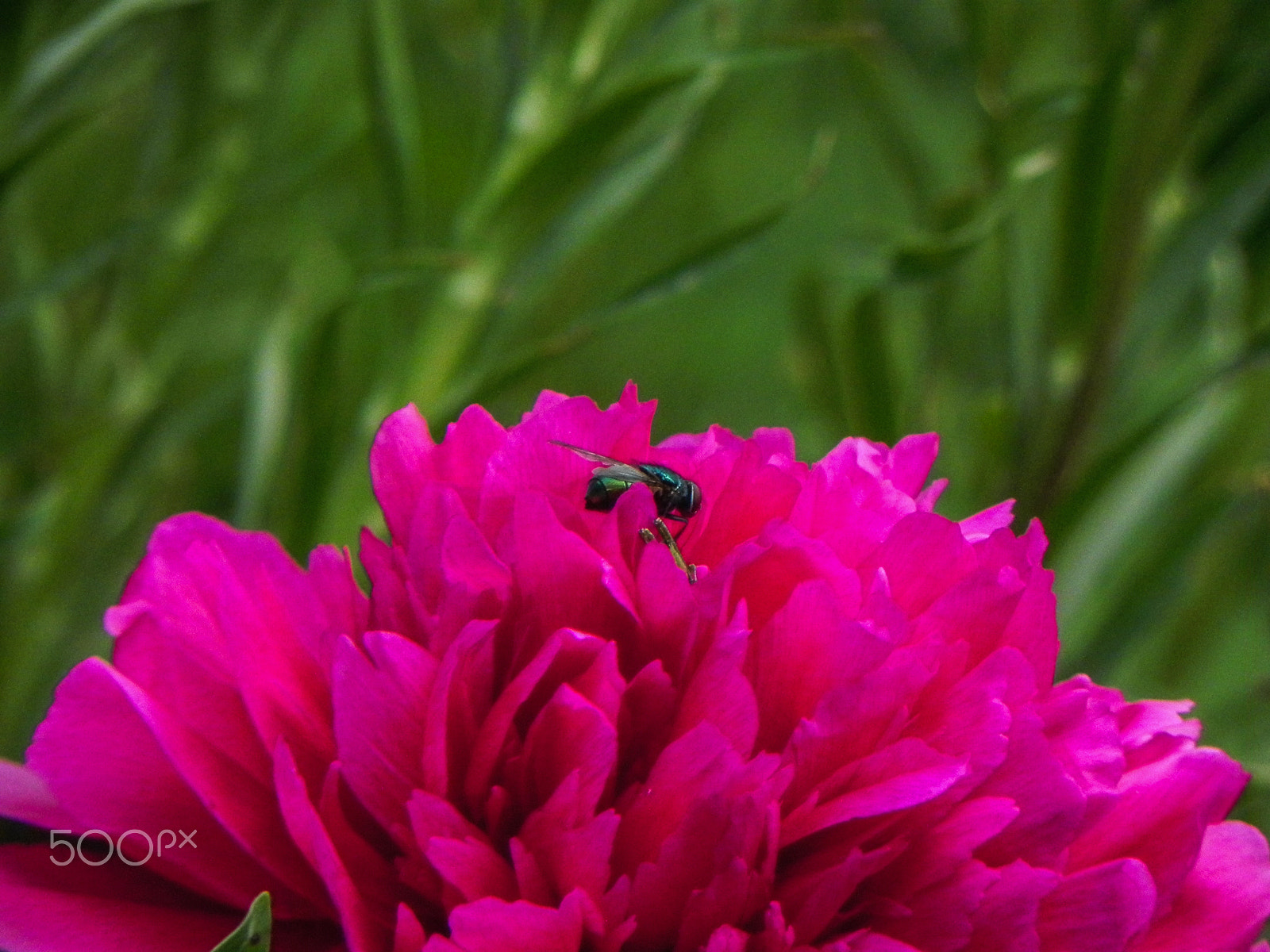 Nikon Coolpix P100 sample photo. Fly on flower photography