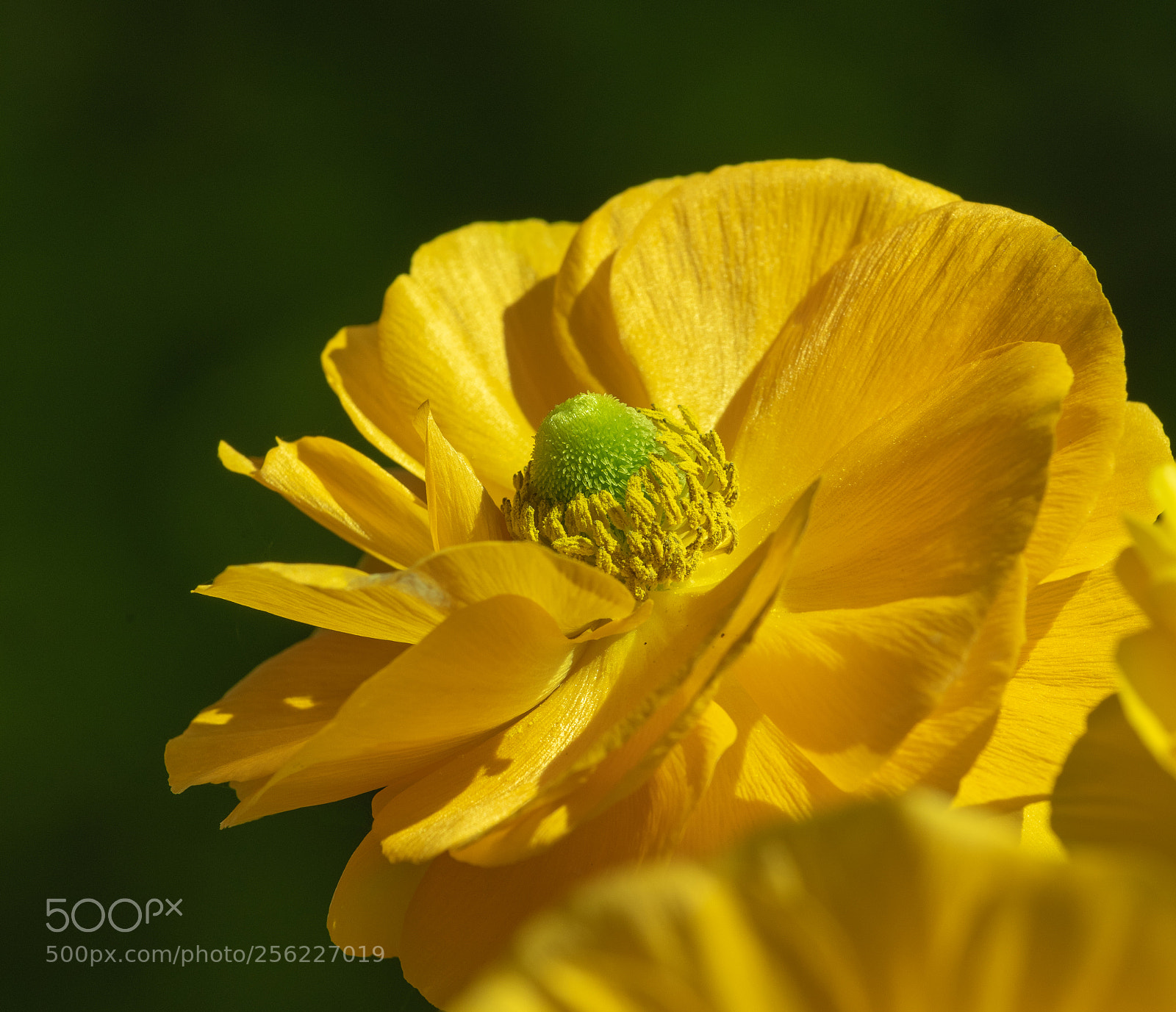 Nikon D810 sample photo. Yellow buttercup photography