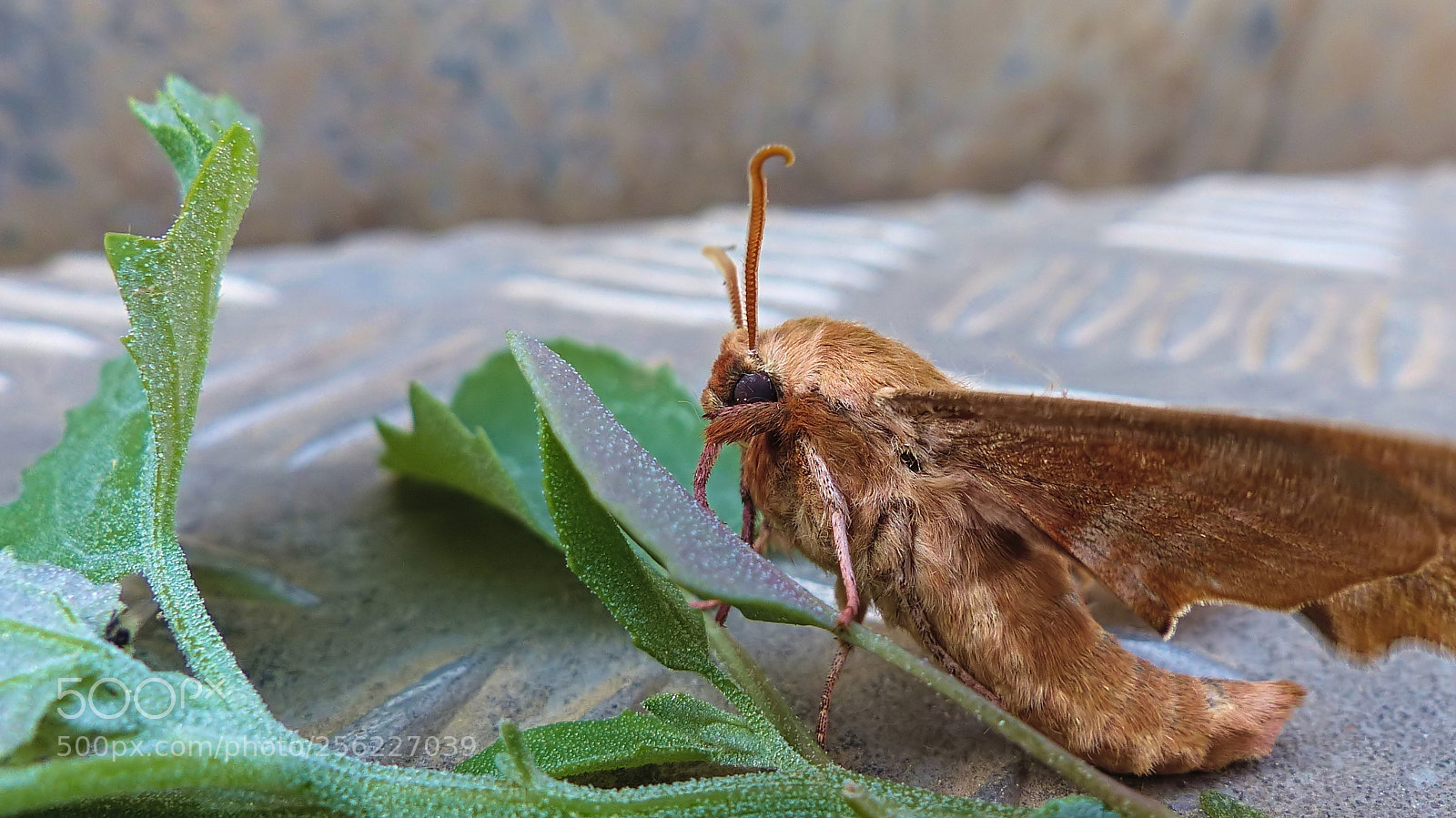 Panasonic Lumix DMC-FZ200 sample photo. Lime hawk moth mimas photography