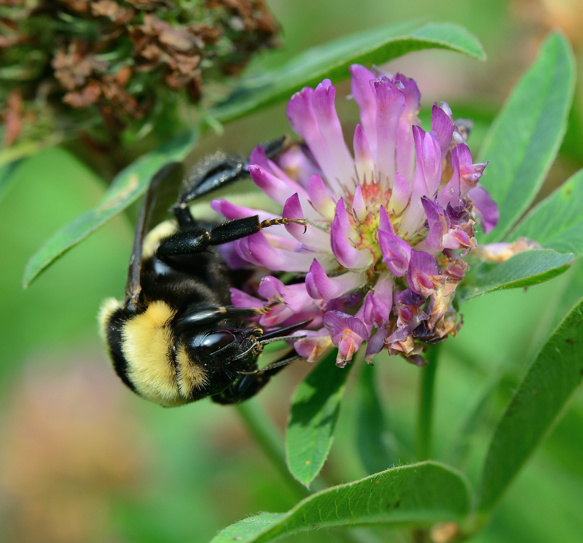 Nikon D800 + Nikon AF-S Micro-Nikkor 105mm F2.8G IF-ED VR sample photo. Bombus fragrans. photography