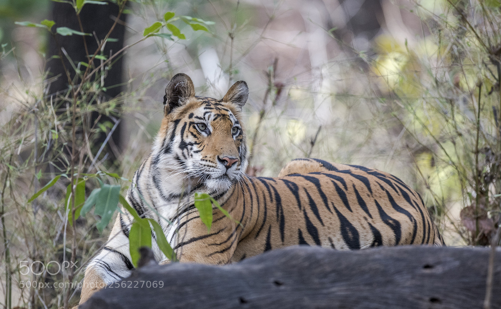 Nikon D500 sample photo. Spotty cub i photography