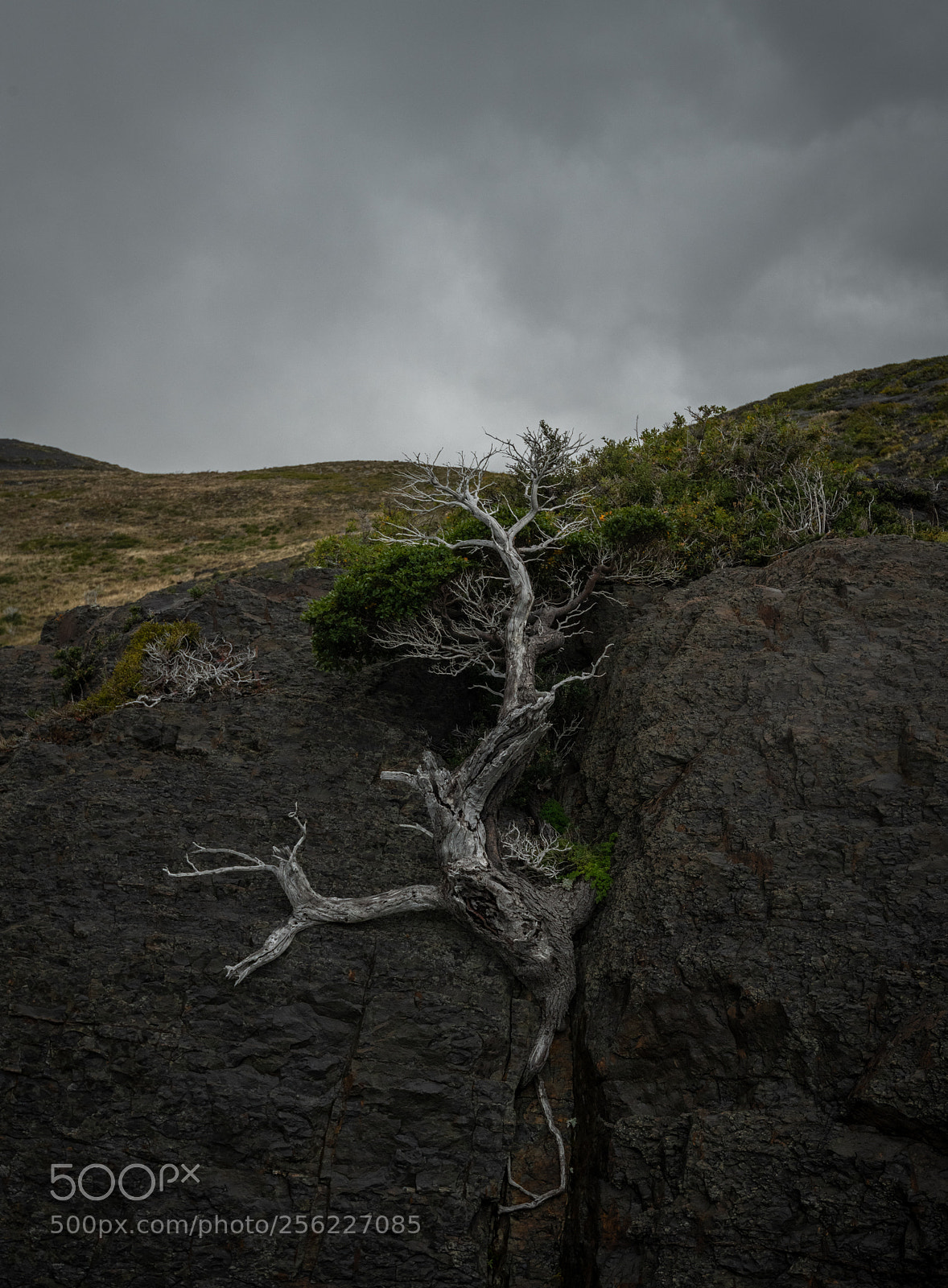 Nikon D850 sample photo. Twisted tree photography