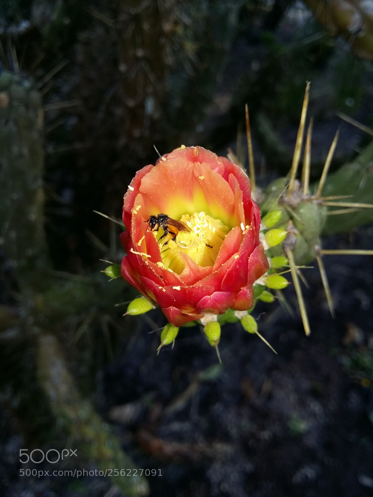 Samsung Galaxy A5 sample photo. Little friend photography