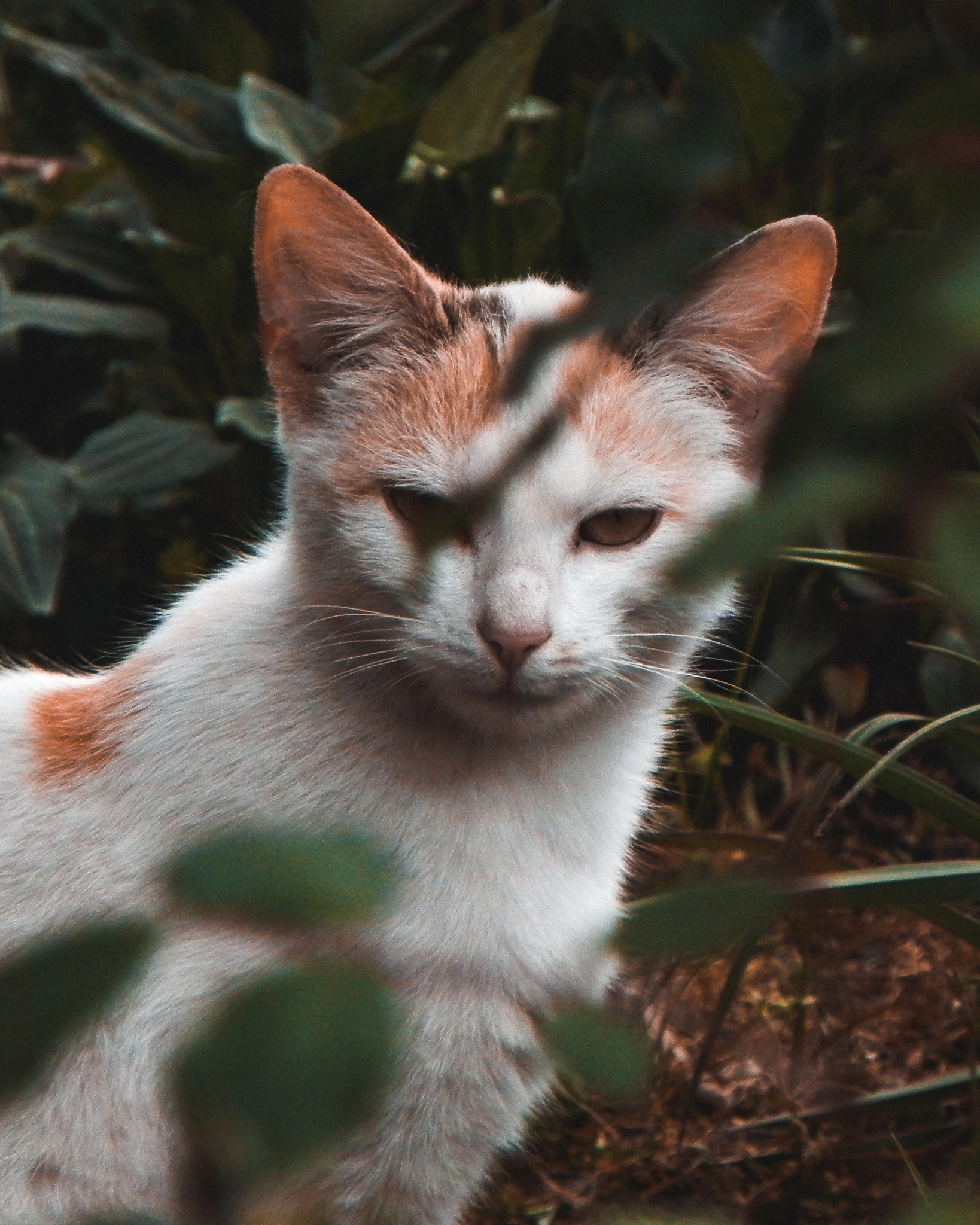 Nikon Coolpix P100 sample photo. Grumpy watching trough leaves photography