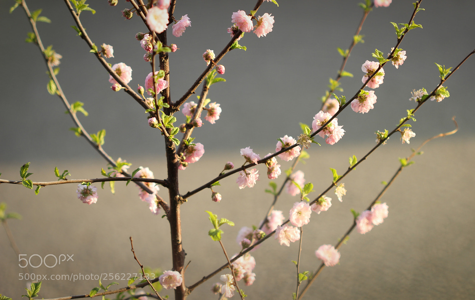 Canon EOS 600D (Rebel EOS T3i / EOS Kiss X5) sample photo. Young tree photography