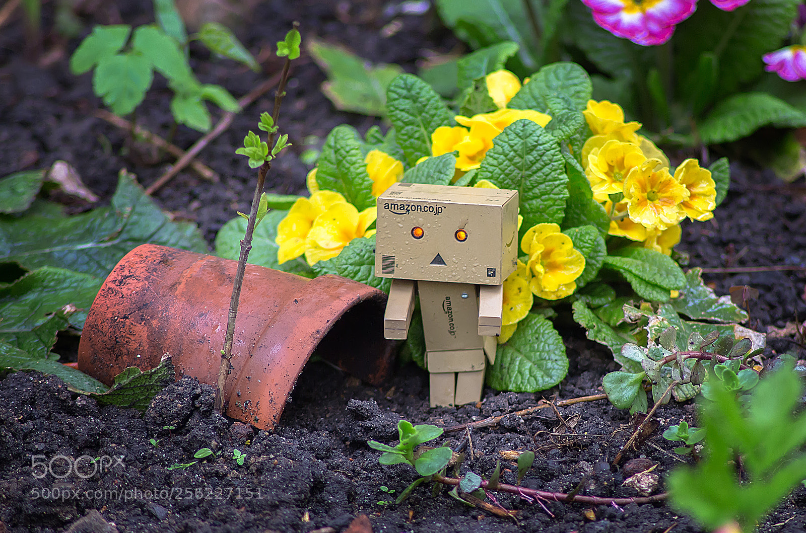 Canon EOS 650D (EOS Rebel T4i / EOS Kiss X6i) sample photo. Цветочки. photography
