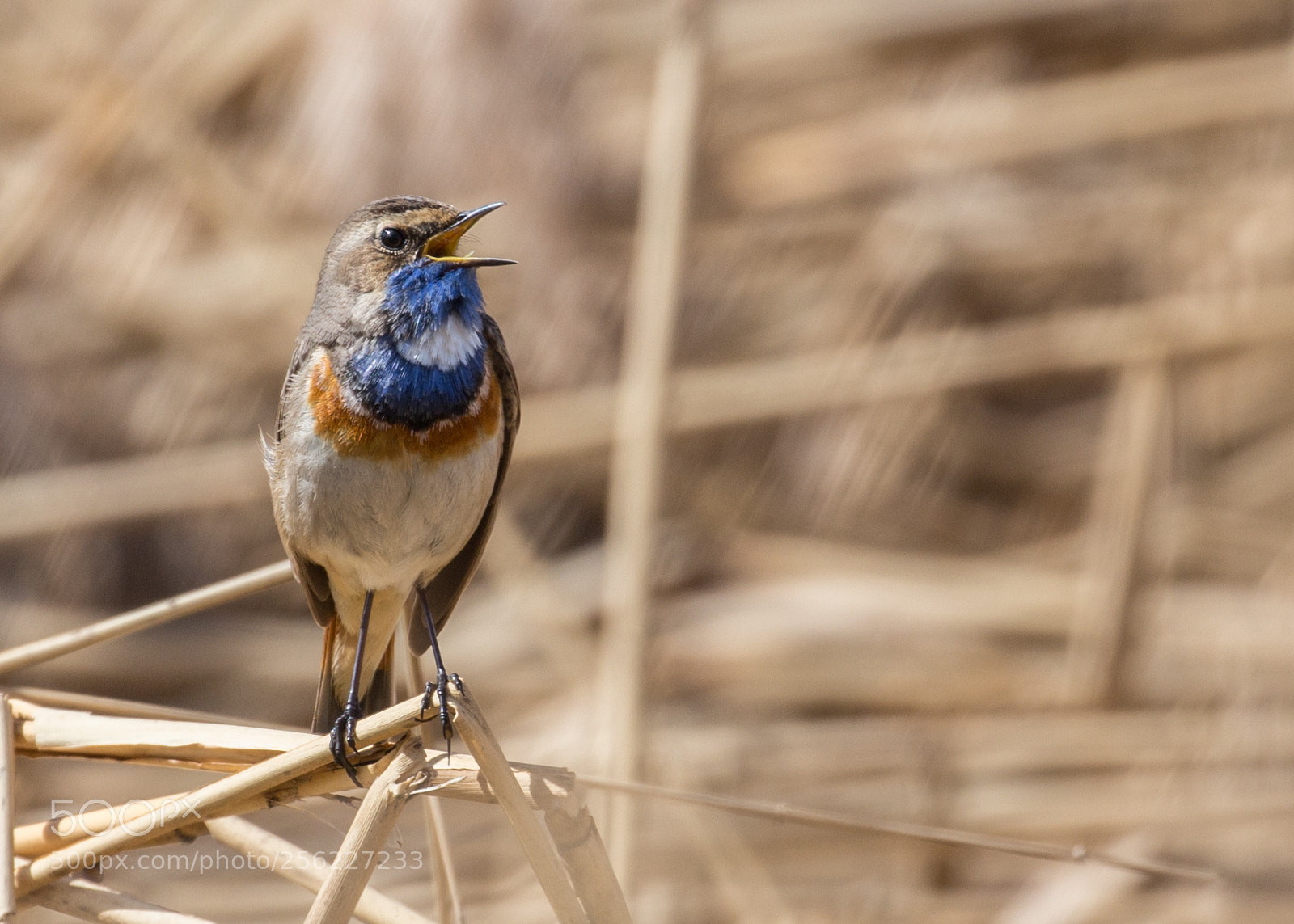 Canon EOS 6D sample photo. The bluethroat (luscinia svecica) photography