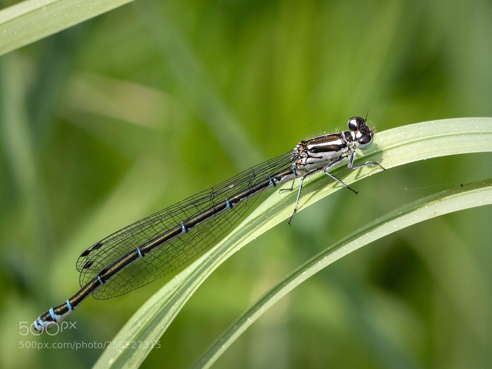 Canon EOS 80D sample photo. Dragonfly - libelle photography
