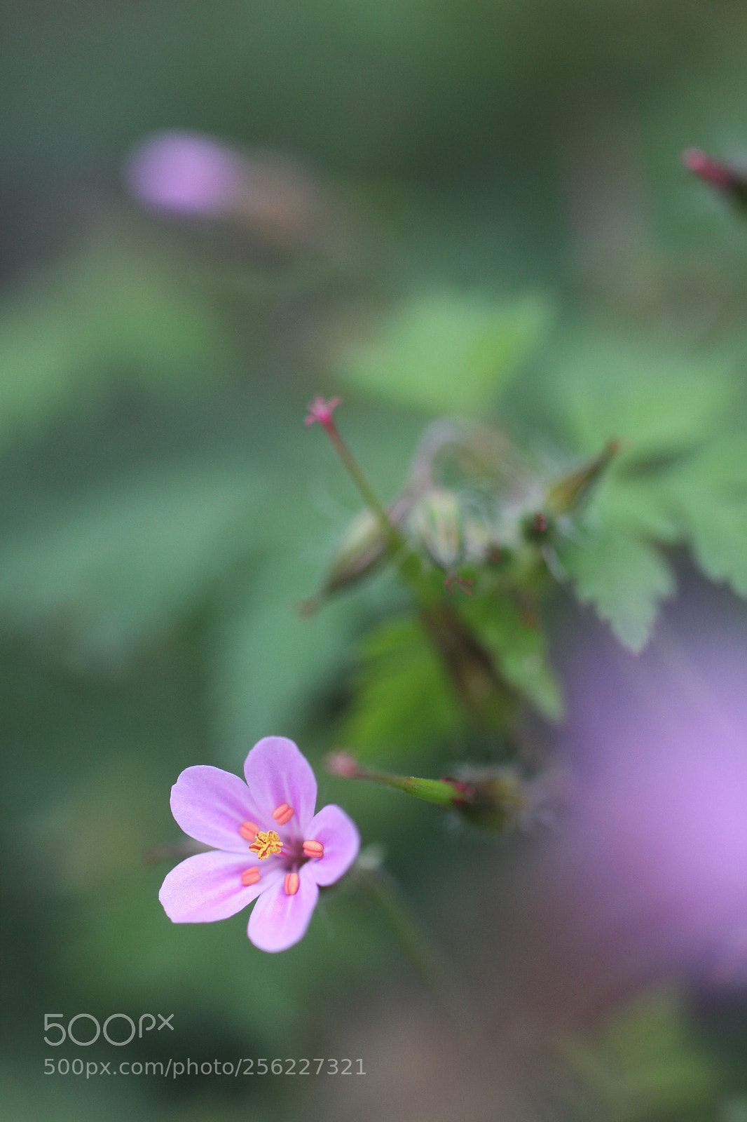 Canon EOS 60D sample photo. A flower photography