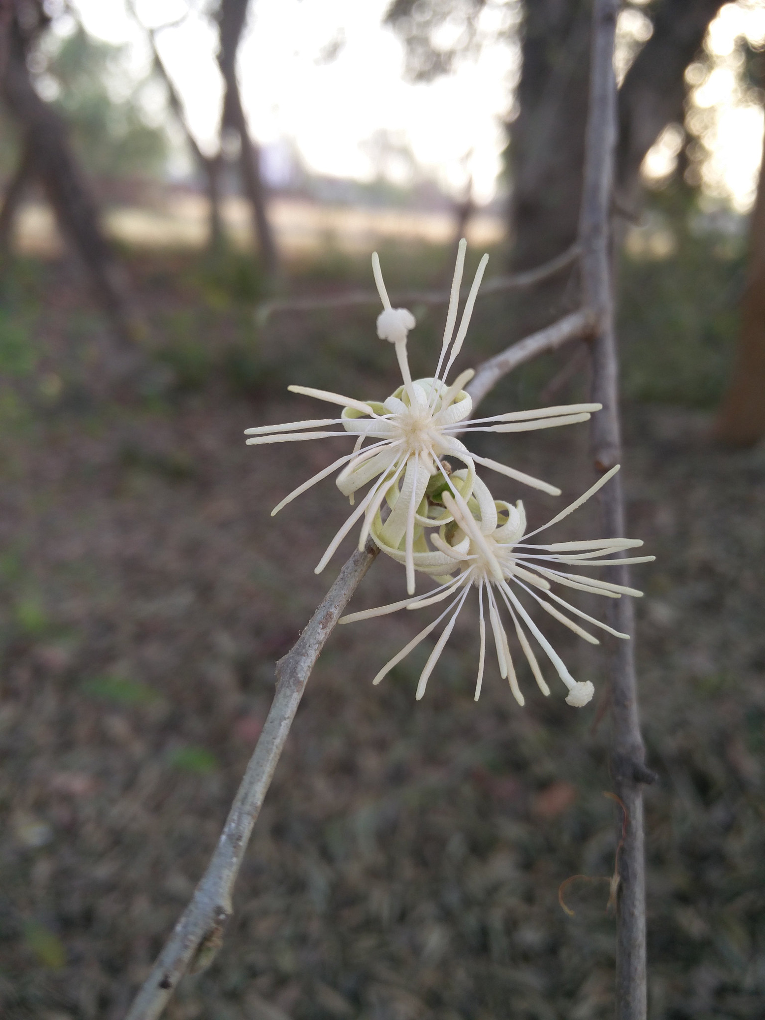 OnePlus 2 sample photo. Peace photography