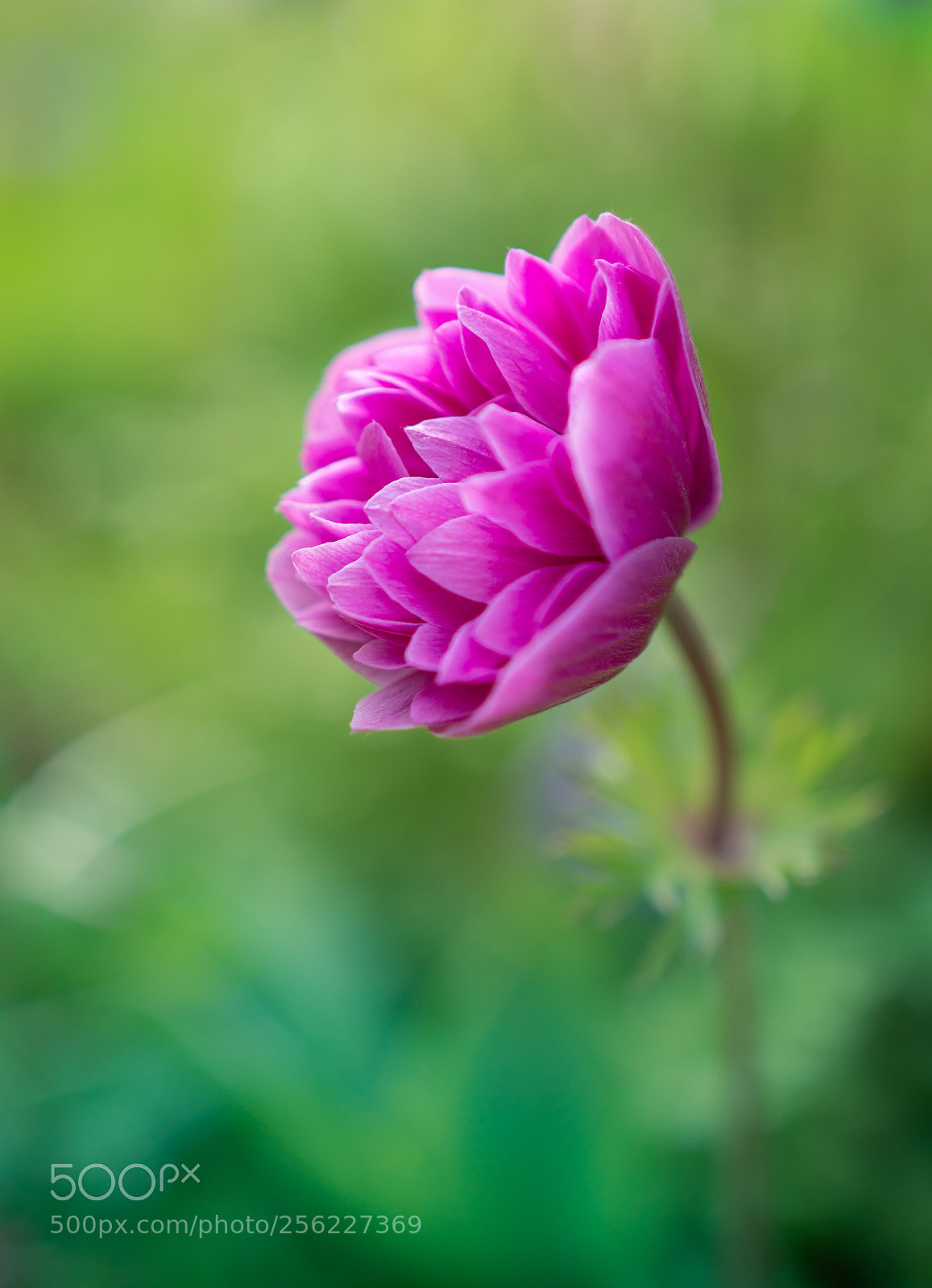 Sony a6300 sample photo. Pink petals photography