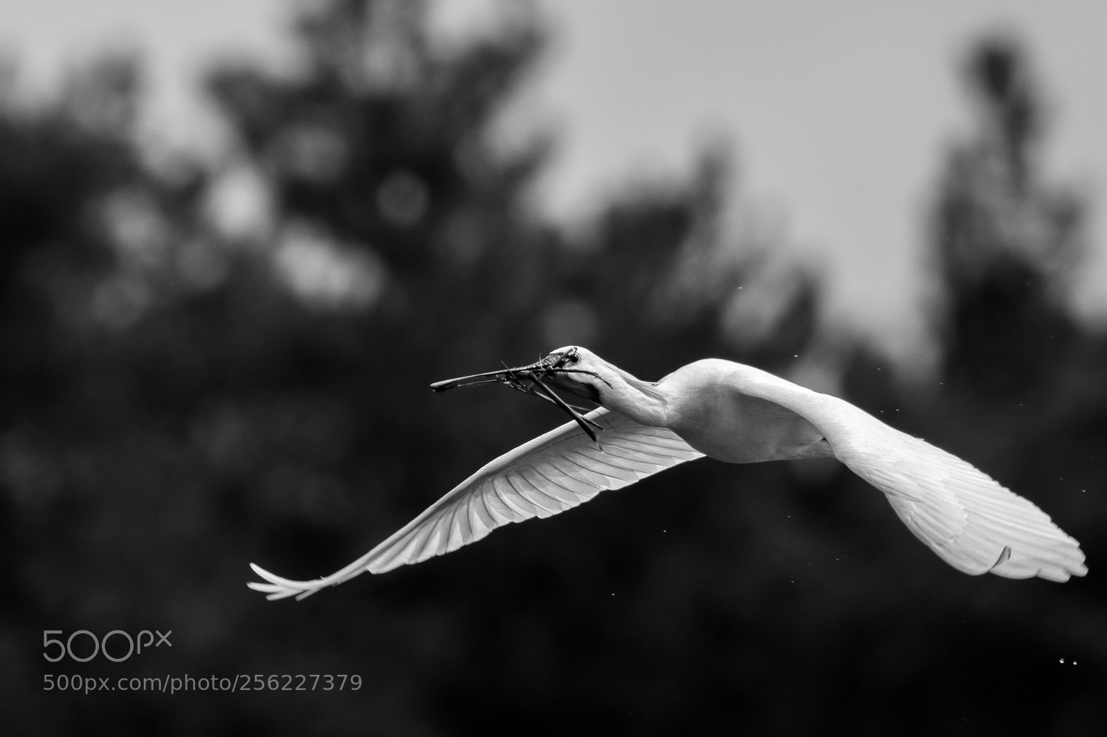 Nikon D5 sample photo. Spoonbill / spatule blanche photography