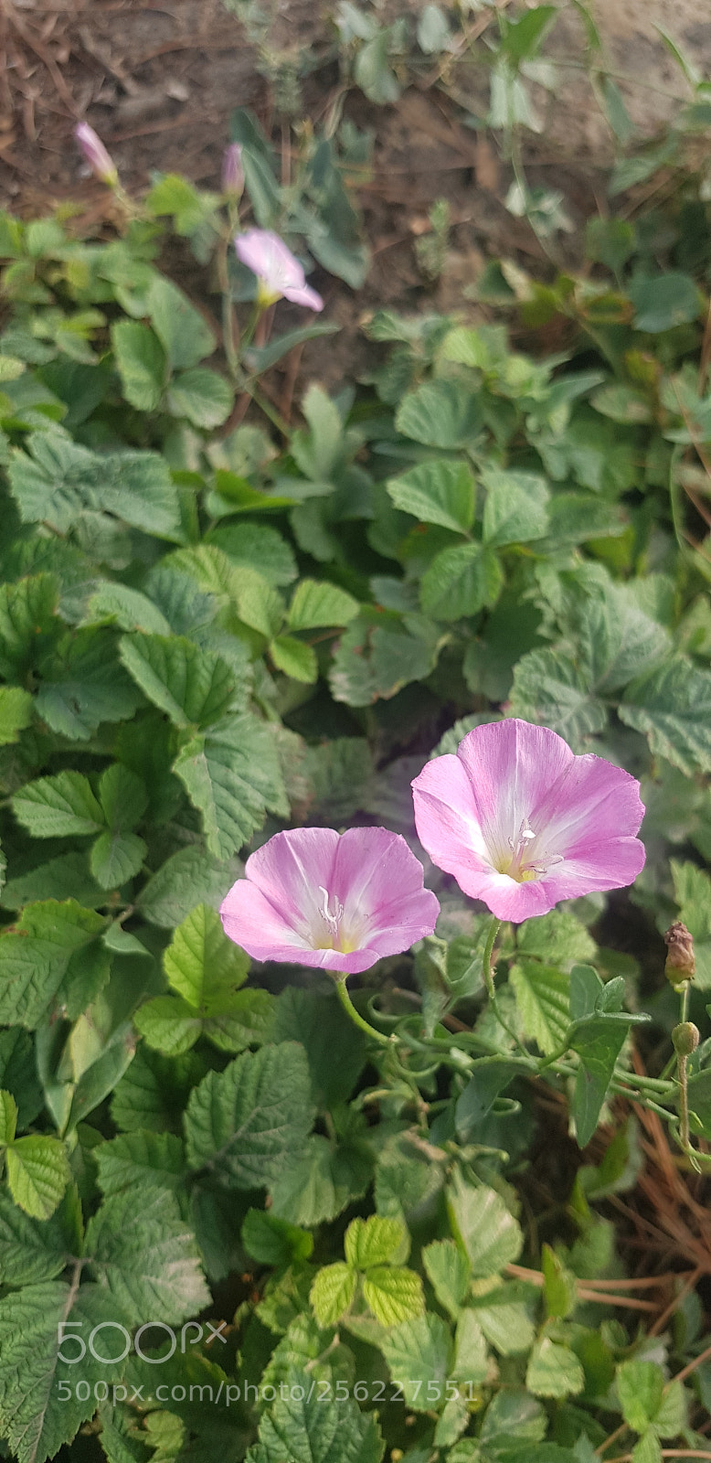 Samsung Galaxy S8 sample photo. Untitled photography