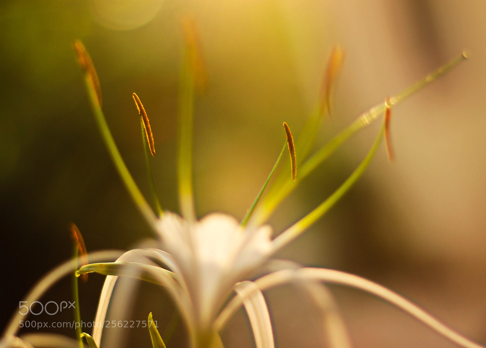 Canon EOS 600D (Rebel EOS T3i / EOS Kiss X5) sample photo. Spider photography