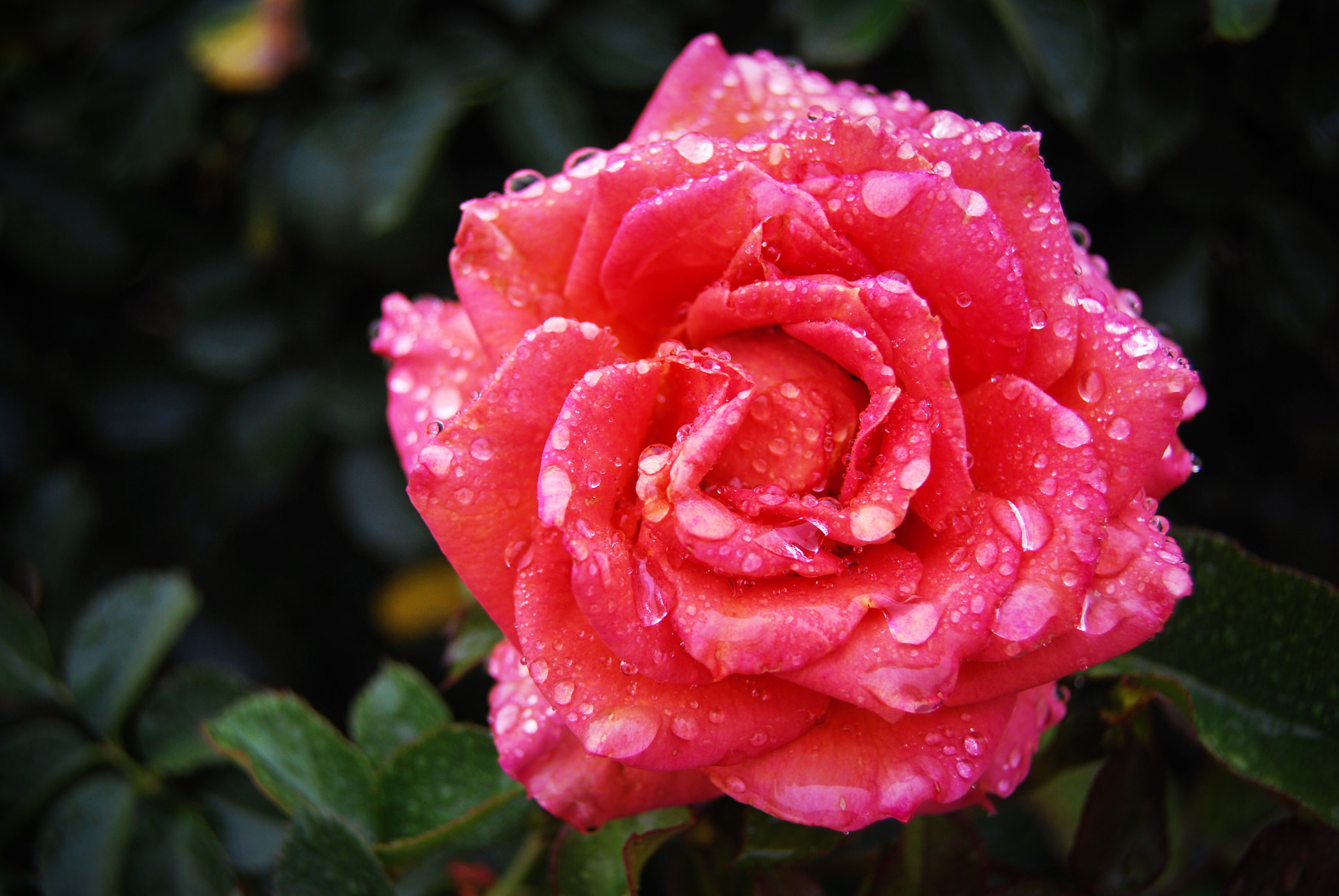 Nikon D40X sample photo. Pinkrose photography
