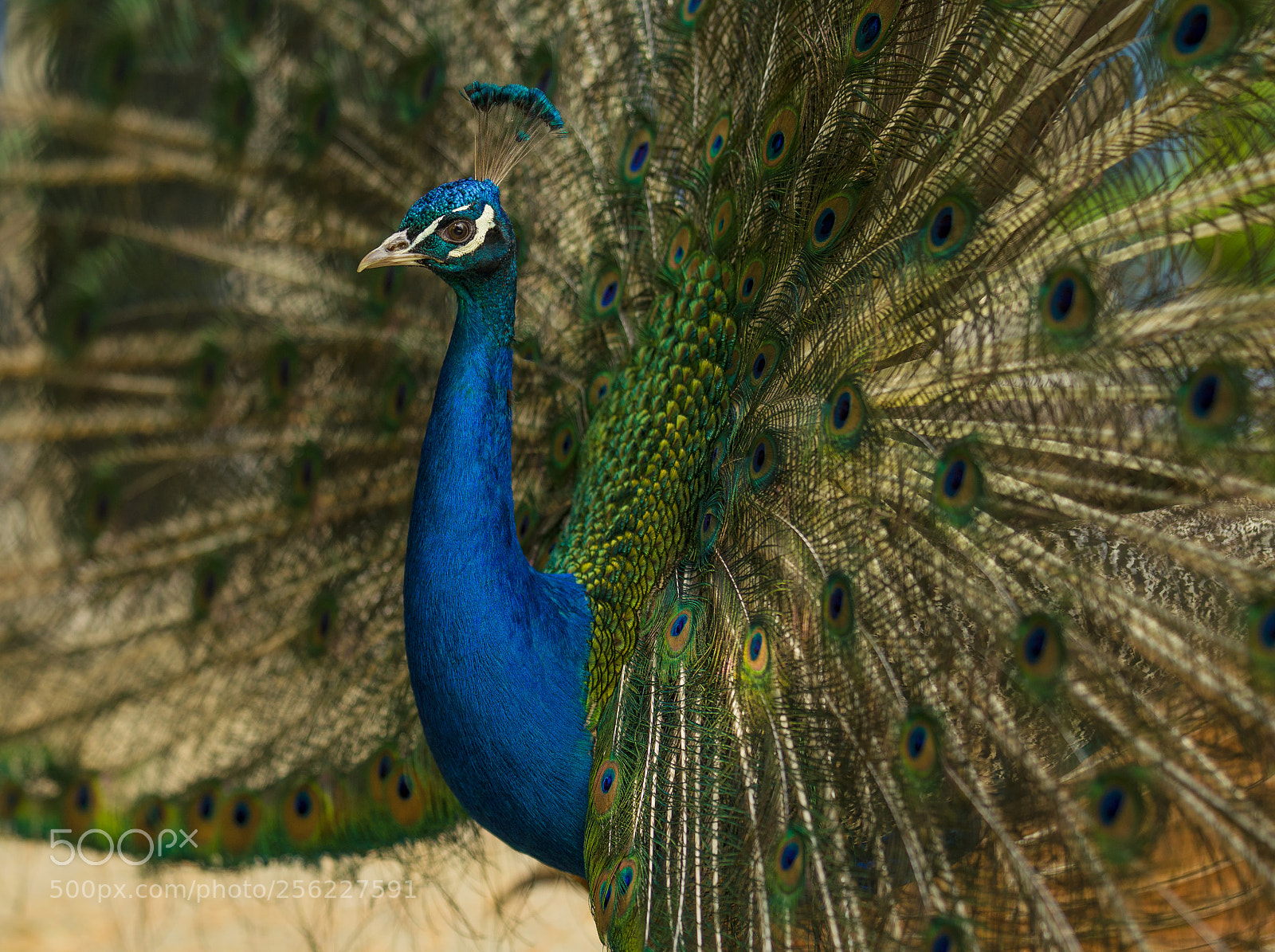 Nikon D5100 sample photo. Peacock photography
