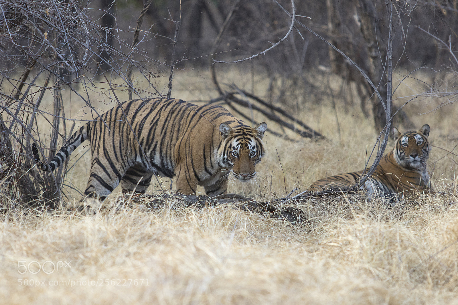 Canon EOS 7D Mark II sample photo. Laila and cub photography