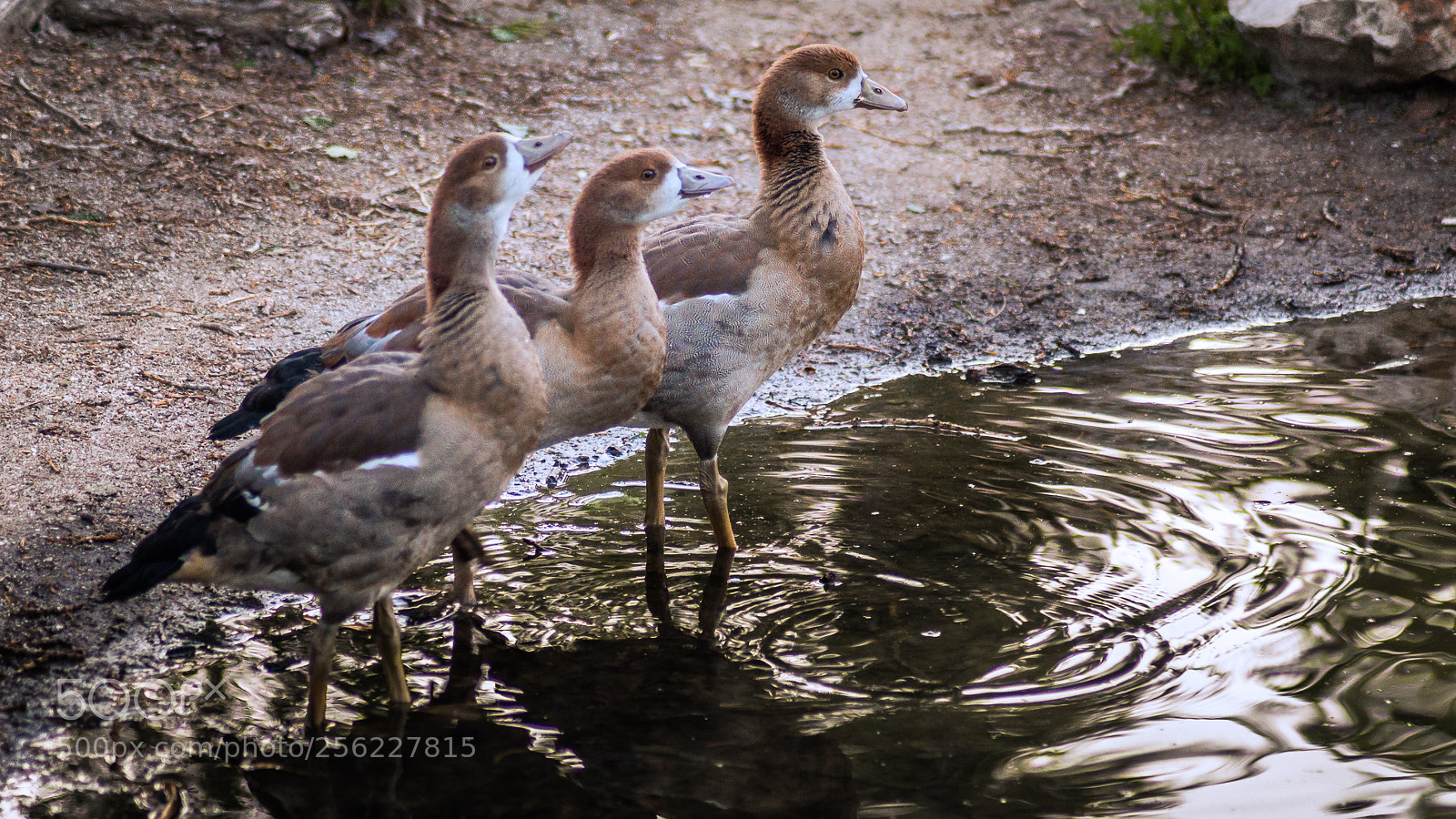 Nikon D3200 sample photo. Geese in the golden photography