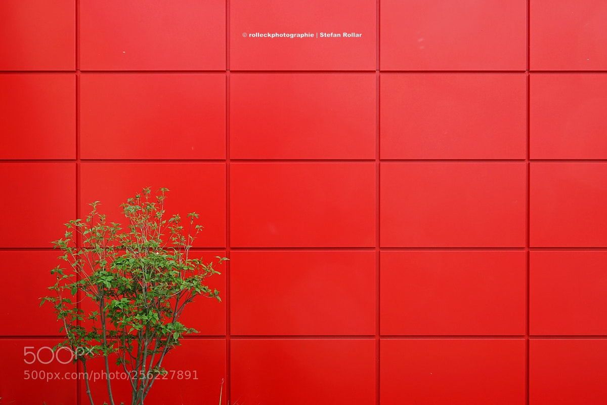 Sony a7 II sample photo. FrÜhlingsgefÜhle photography