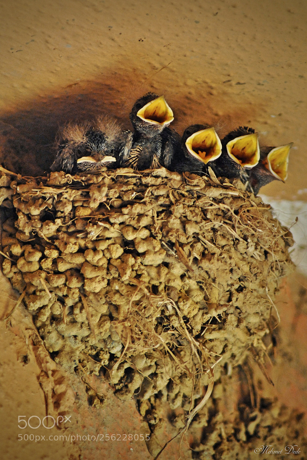 Nikon D3000 sample photo. Baby swallow photography