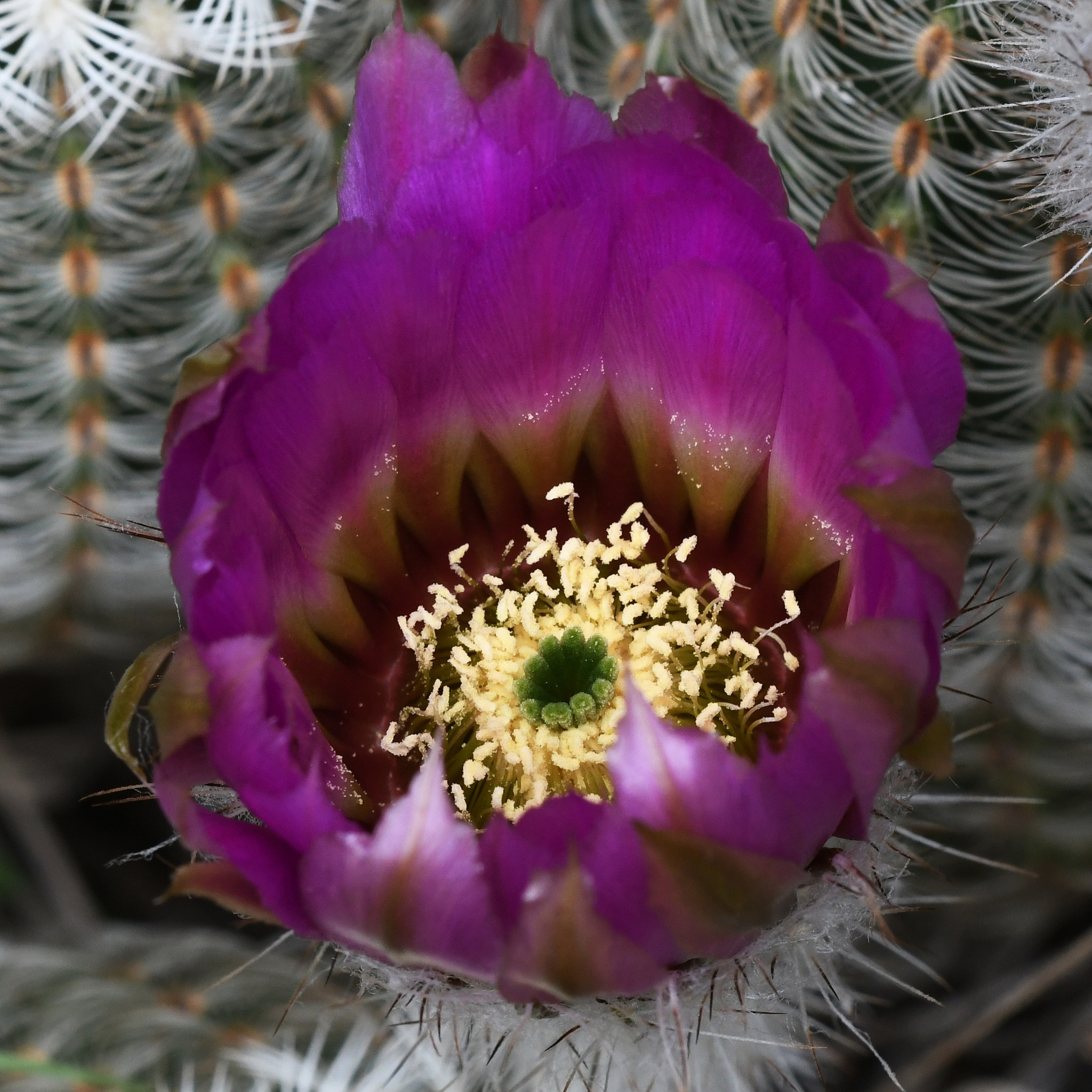 Sigma 150mm F2.8 EX DG OS Macro HSM sample photo. Inner glow photography