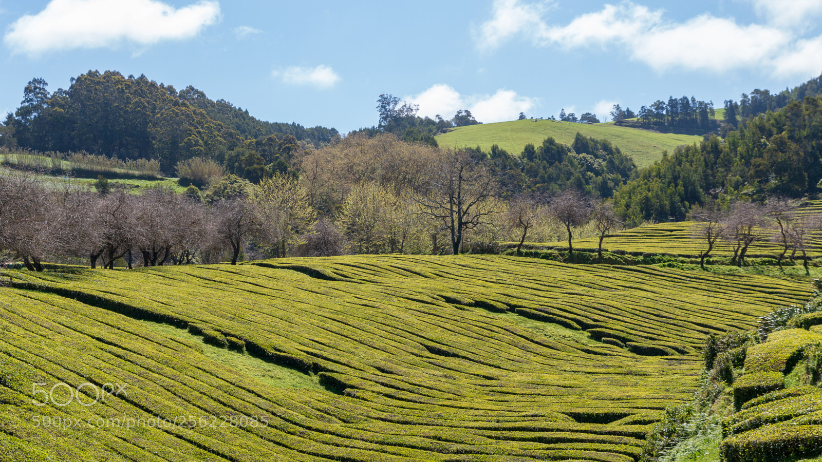 Canon EOS 70D sample photo. Tea plantation photography