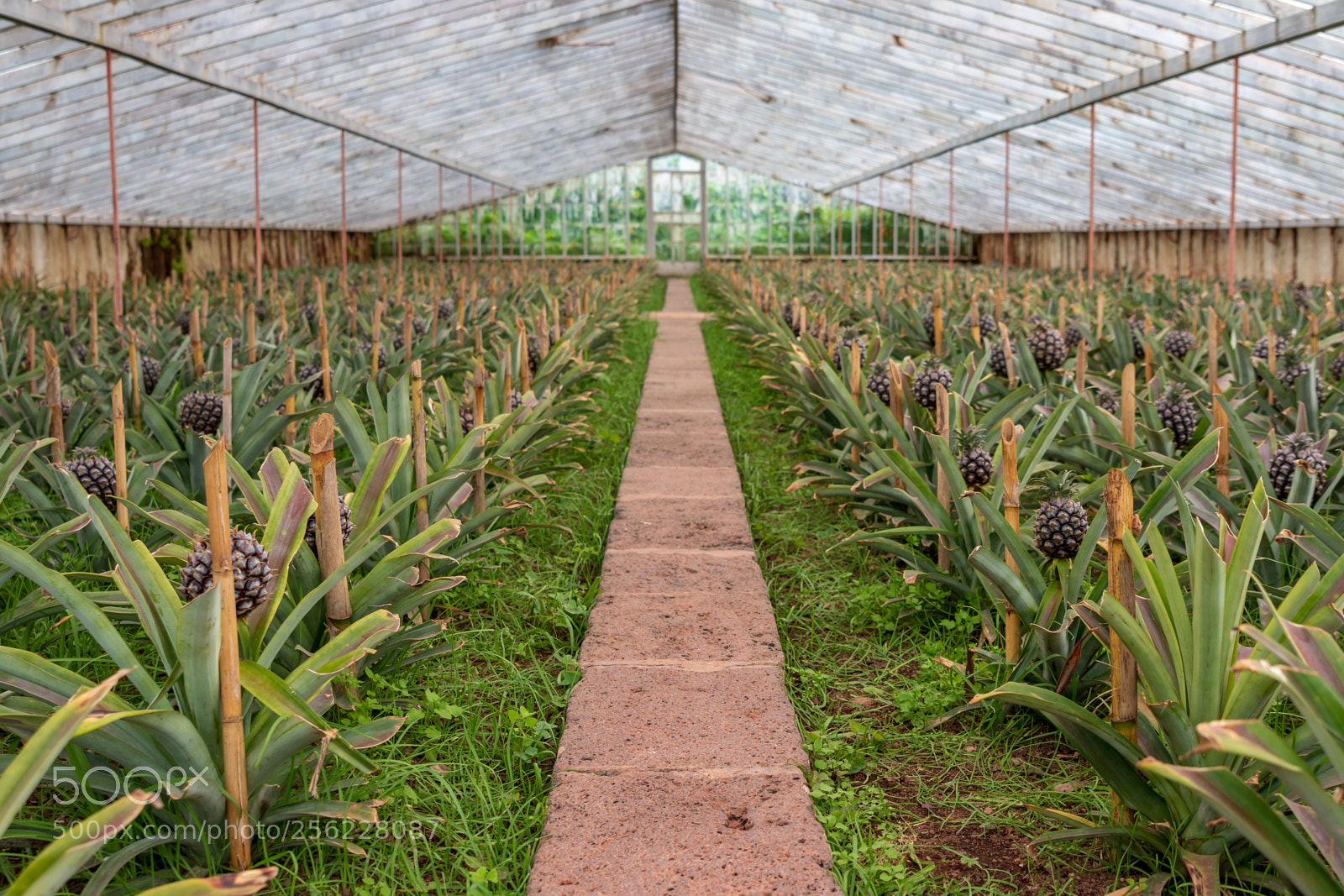 Canon EOS 70D sample photo. Pineapple plantation photography