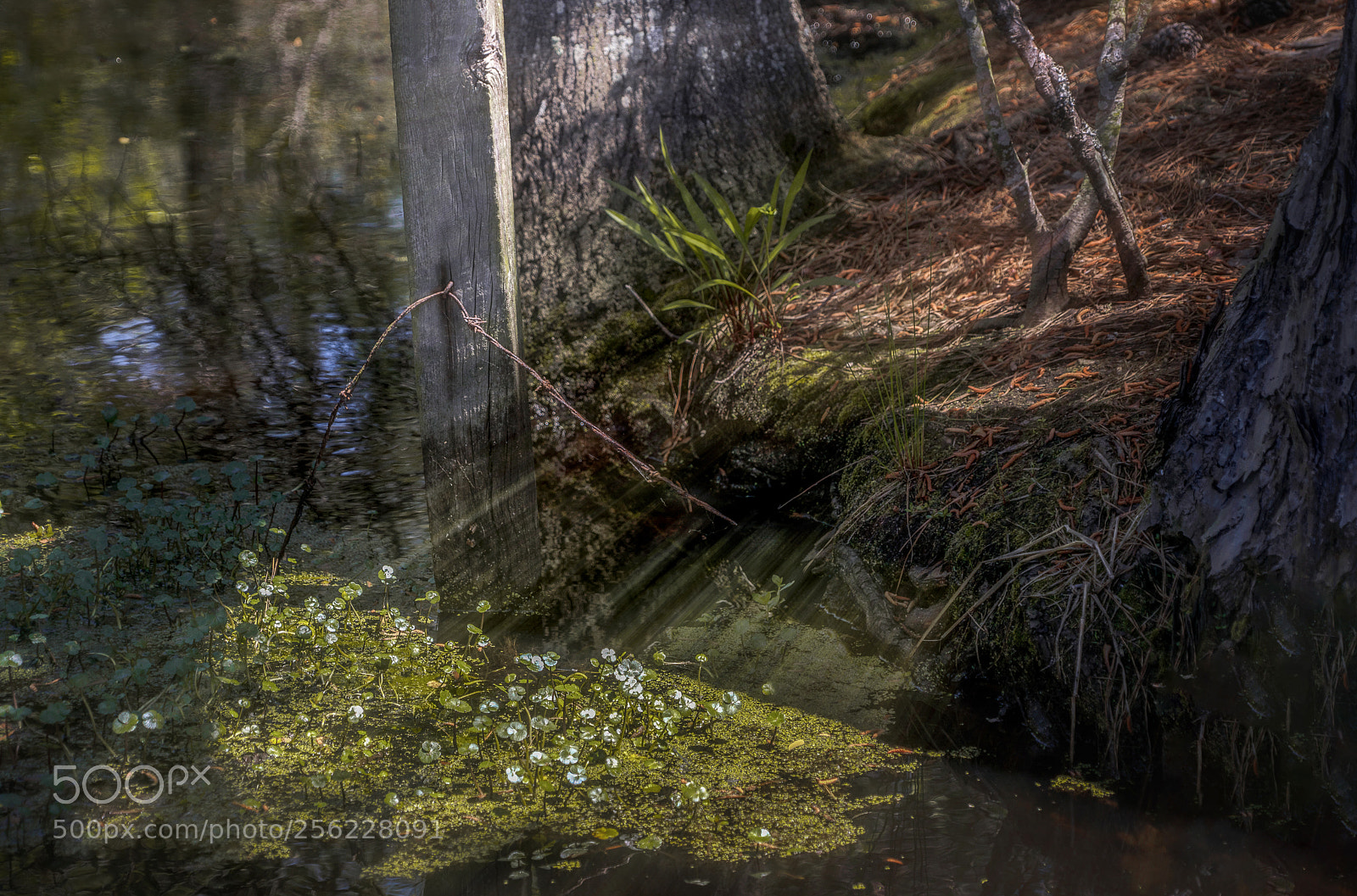 Sony a7R III sample photo. Sunbeam in wetlands photography
