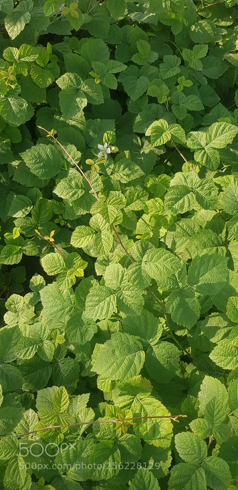 Samsung Galaxy S8 sample photo. Untitled photography