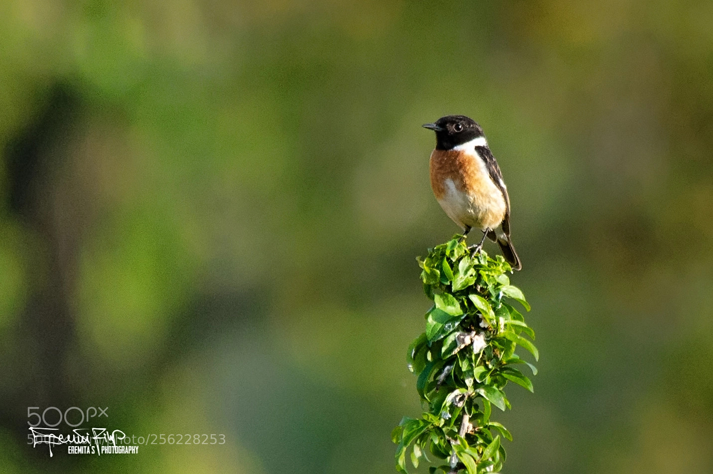 Nikon D7200 sample photo. European stonechat observing for photography