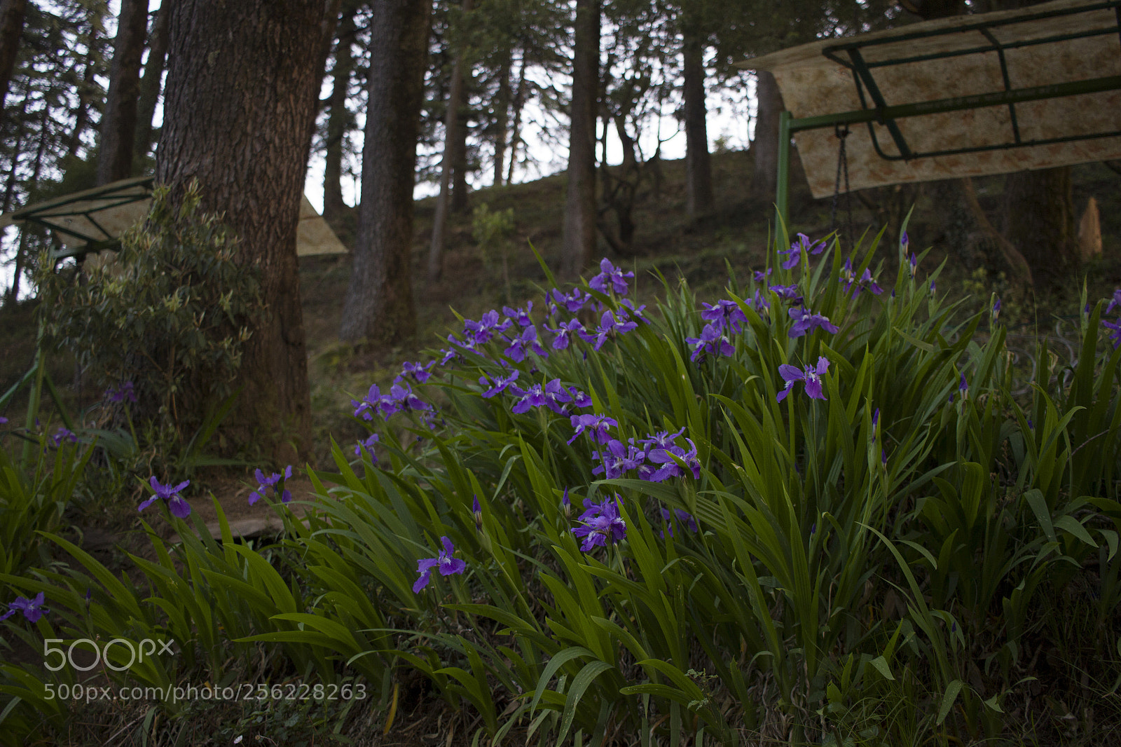 Canon EOS 600D (Rebel EOS T3i / EOS Kiss X5) sample photo. Blue flowers in park photography