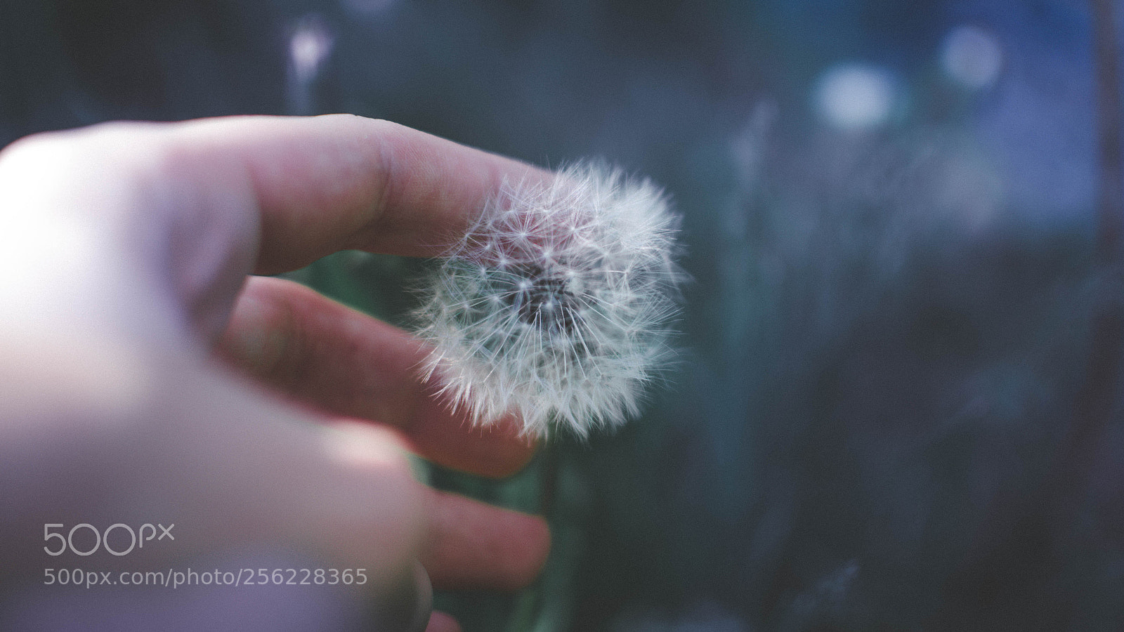Nikon D7000 sample photo. Abstract dandelion photography