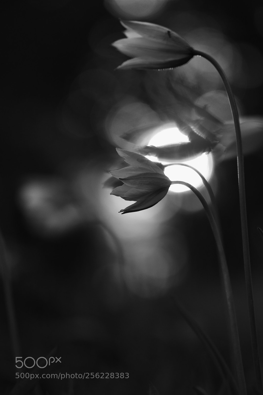Nikon D7200 sample photo. Wild tulips photography