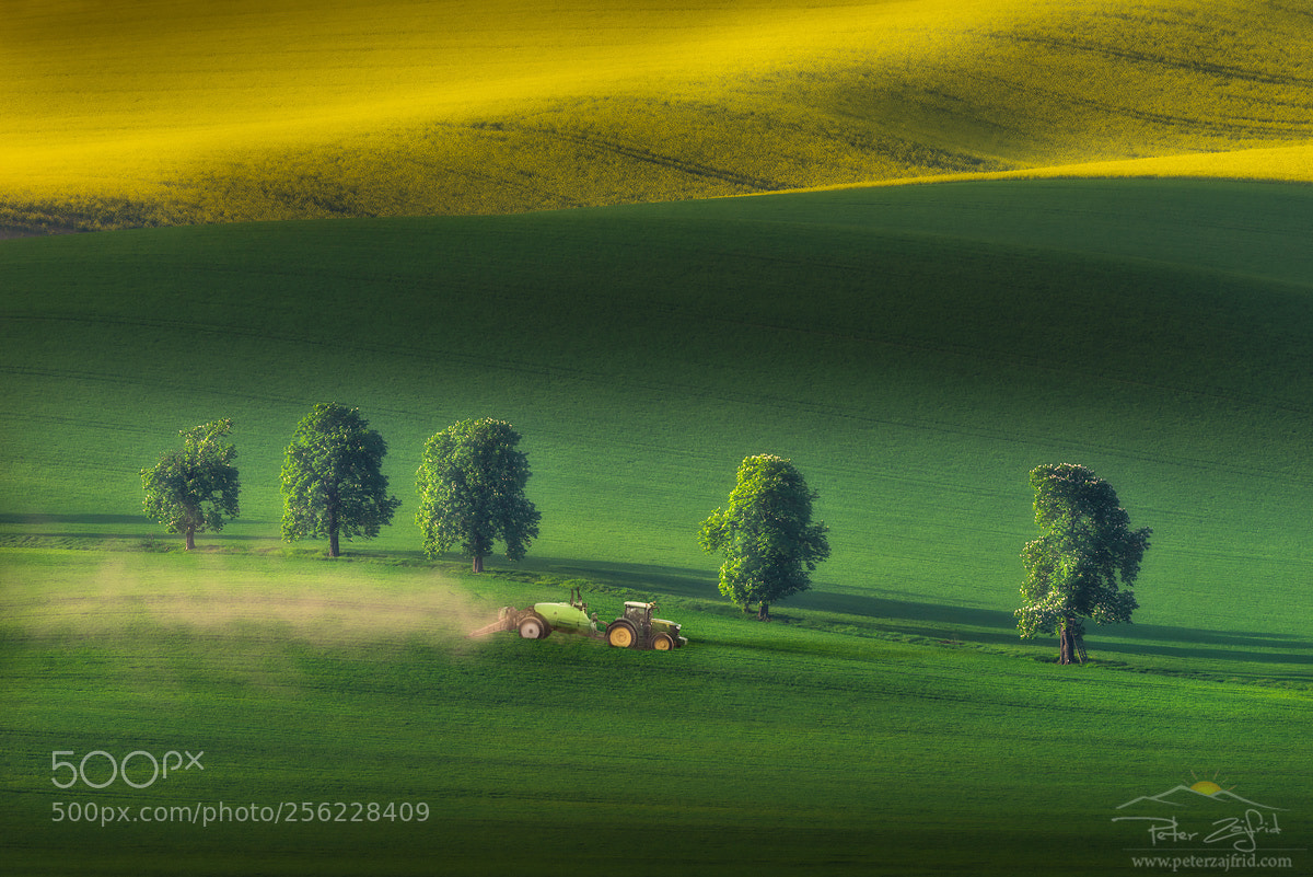 Nikon D810 sample photo. Spring on the fields photography