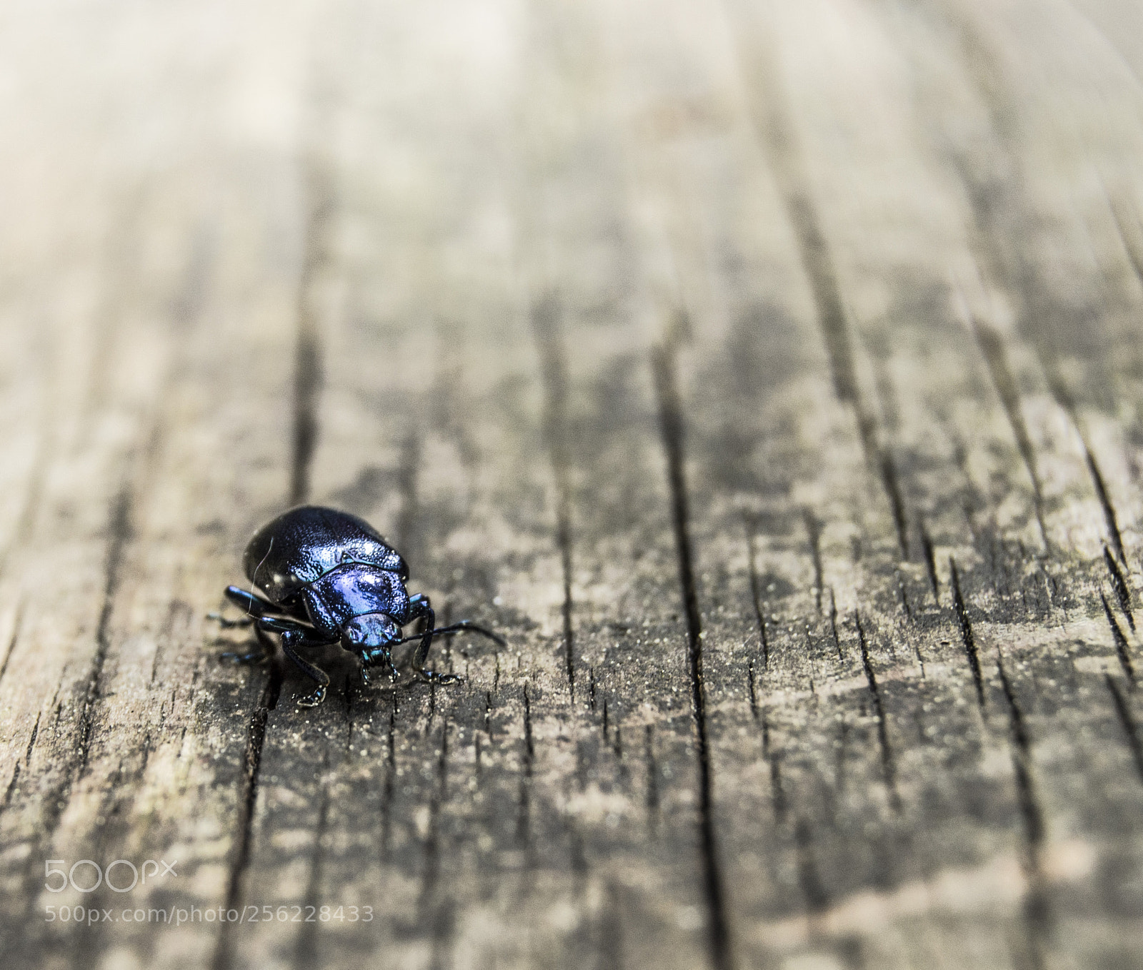 Nikon D3200 sample photo. Heyo photography