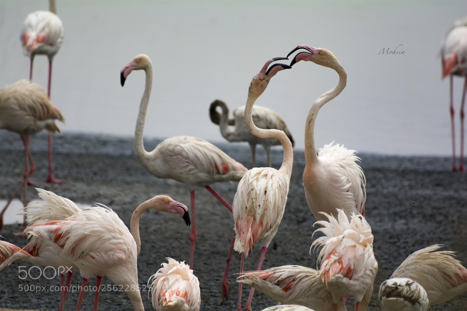 Nikon D7100 sample photo. Romance in air photography