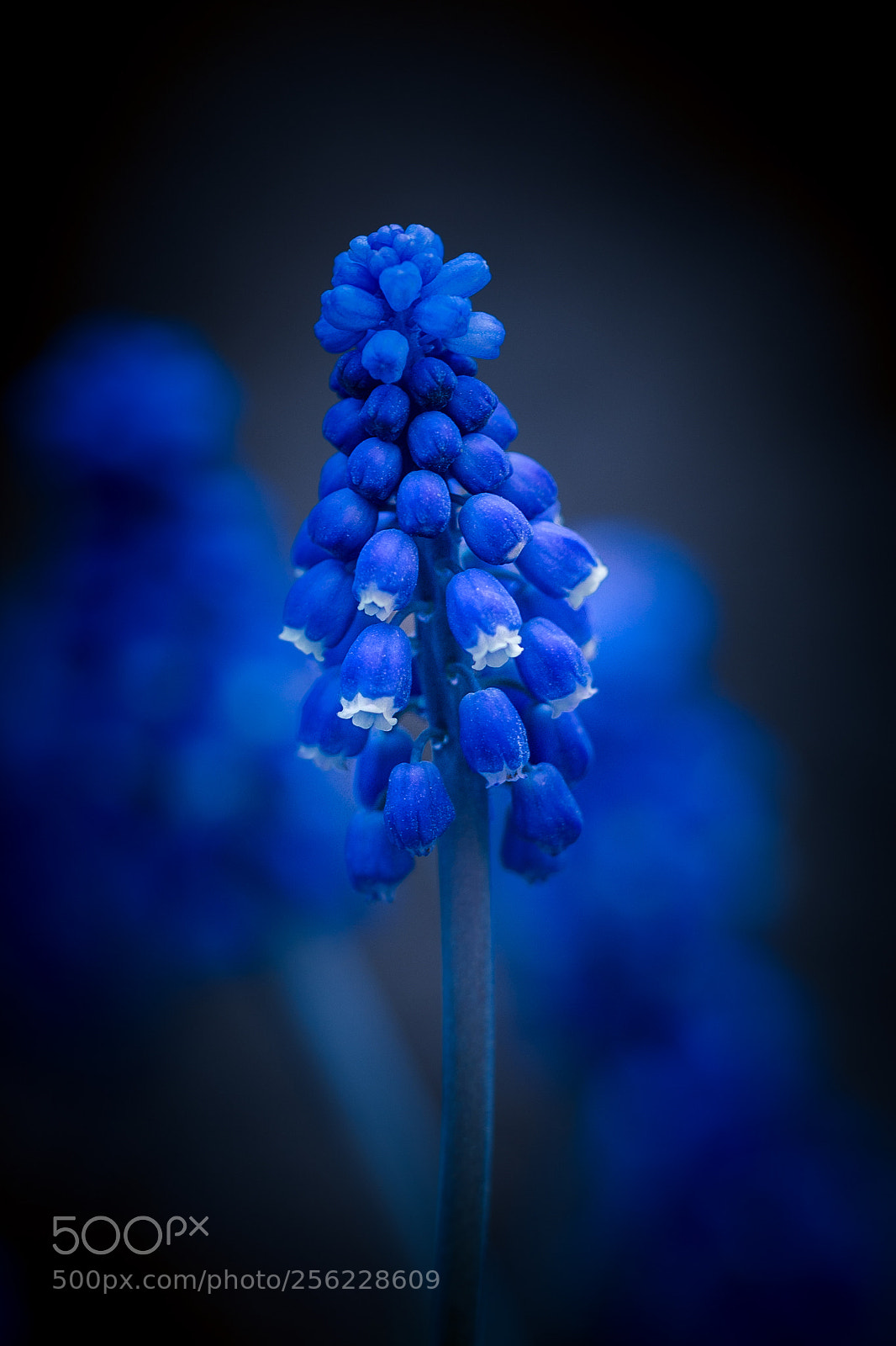 Canon EOS 6D sample photo. Blue photography