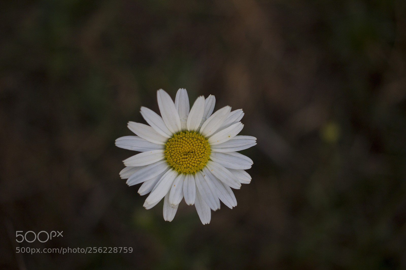 Canon EOS 600D (Rebel EOS T3i / EOS Kiss X5) sample photo. Himalayan flower photography